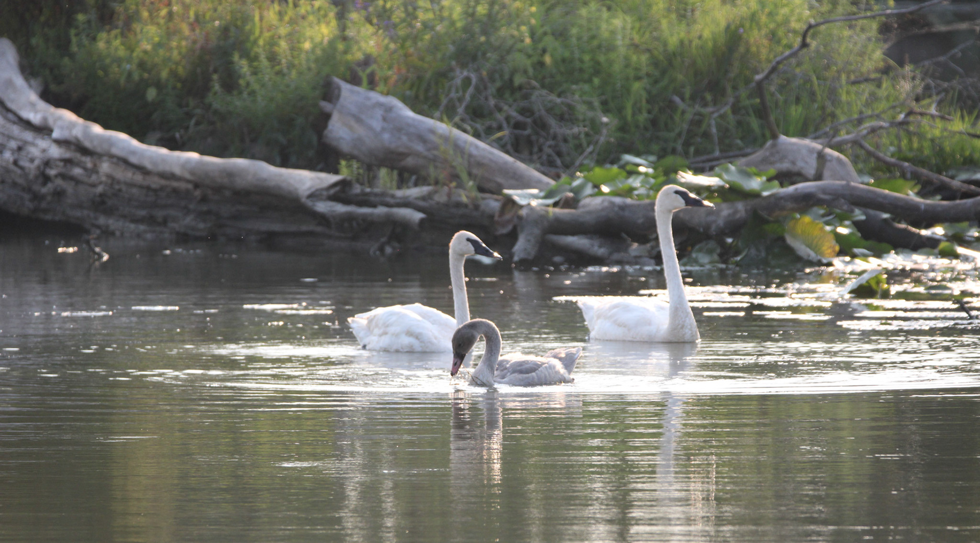Trumpeter Swan
