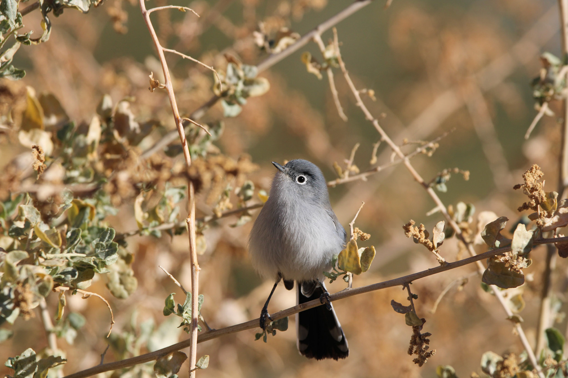Black-tailed Gnatcatcher