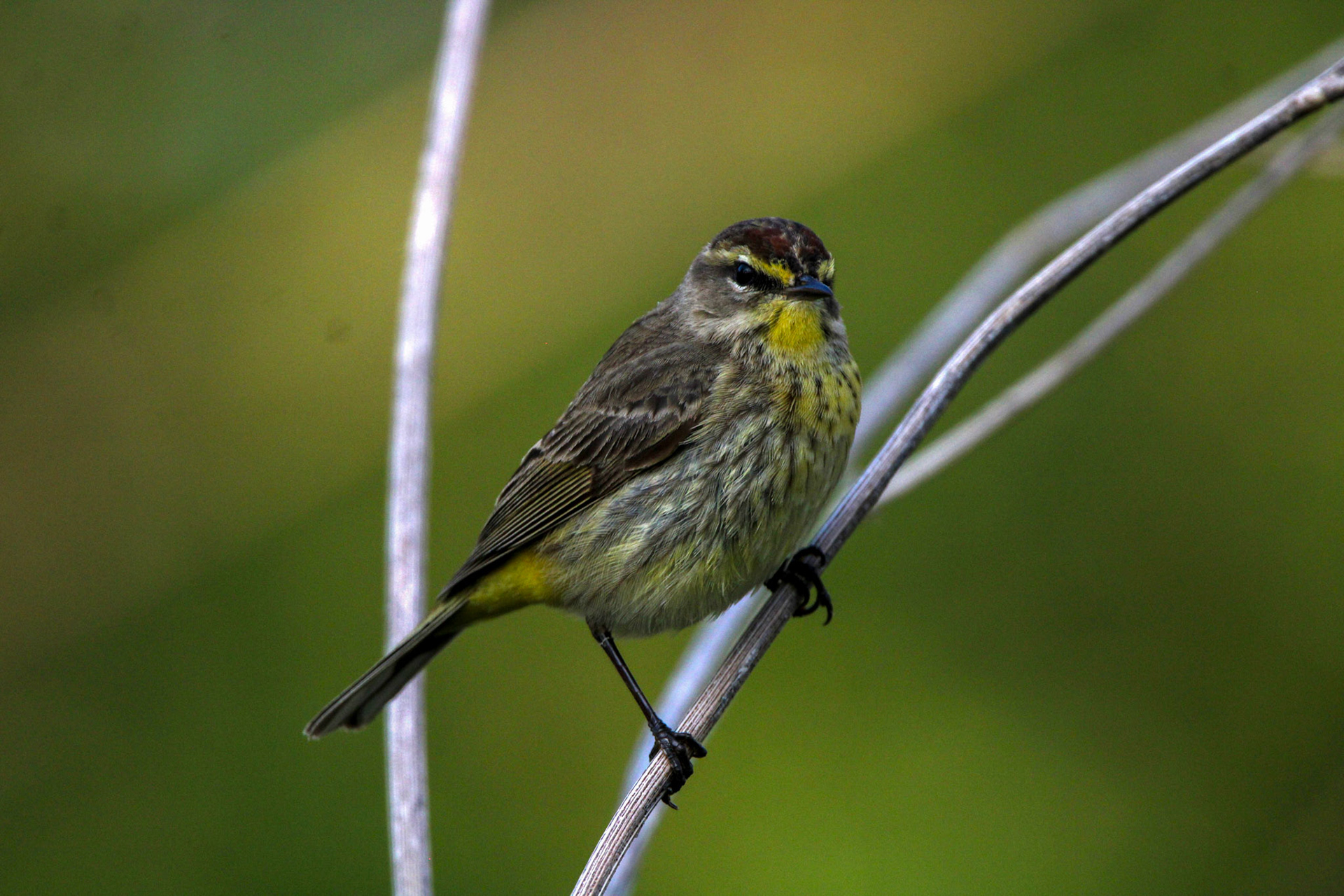 Palm Warbler