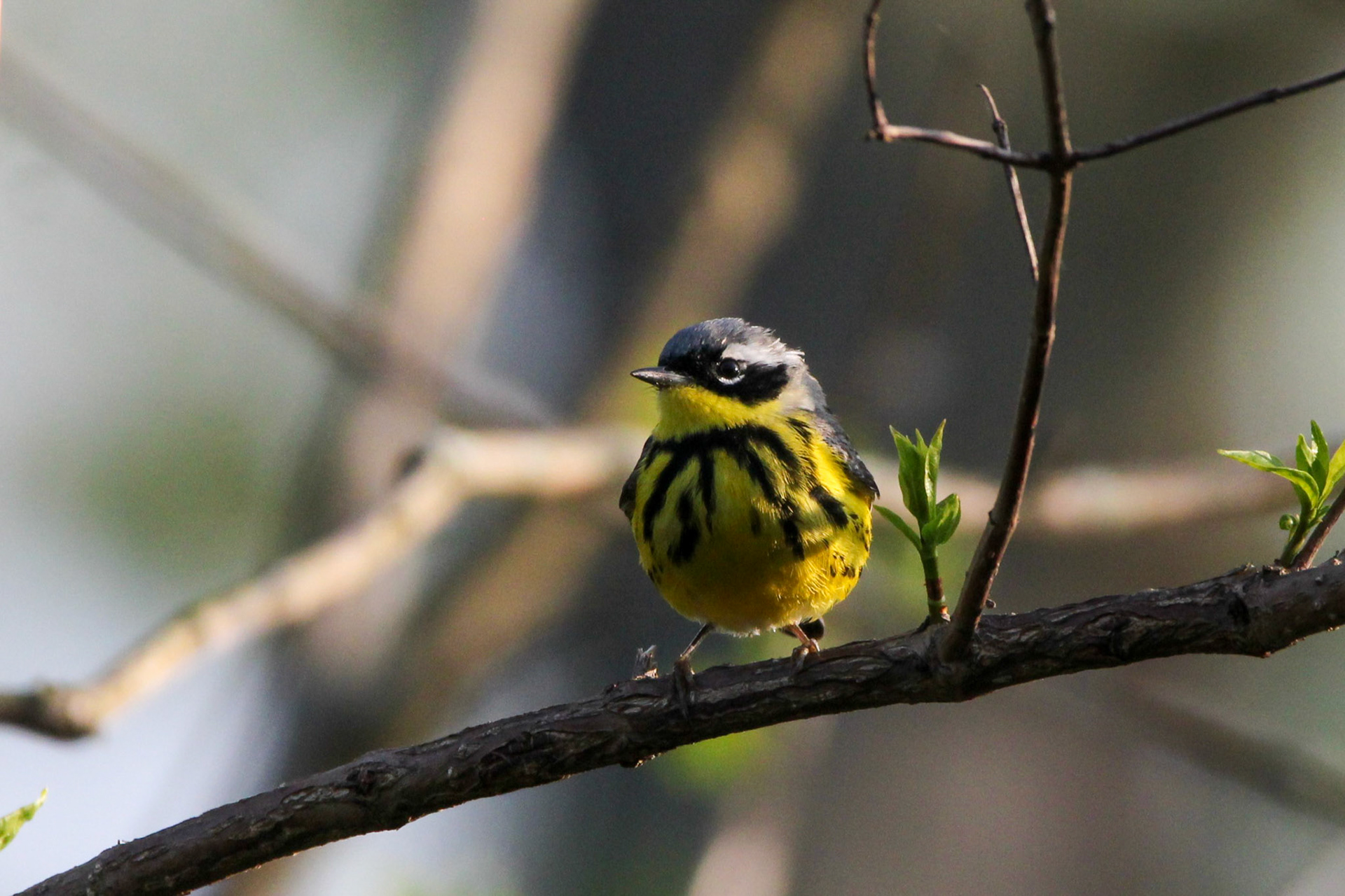 Magnolia Warbler