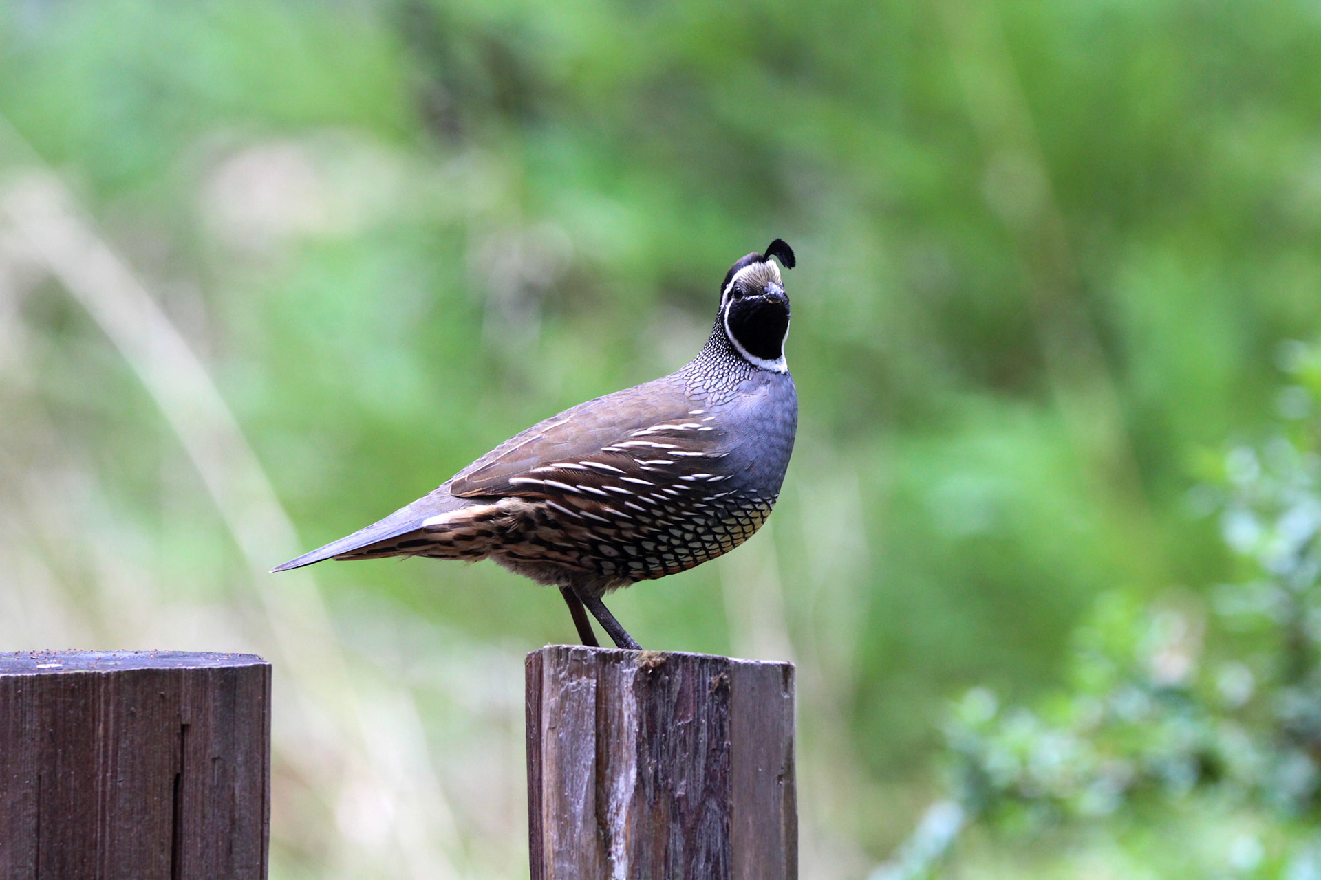 California Quail- Big Basin Redwoods State Park
