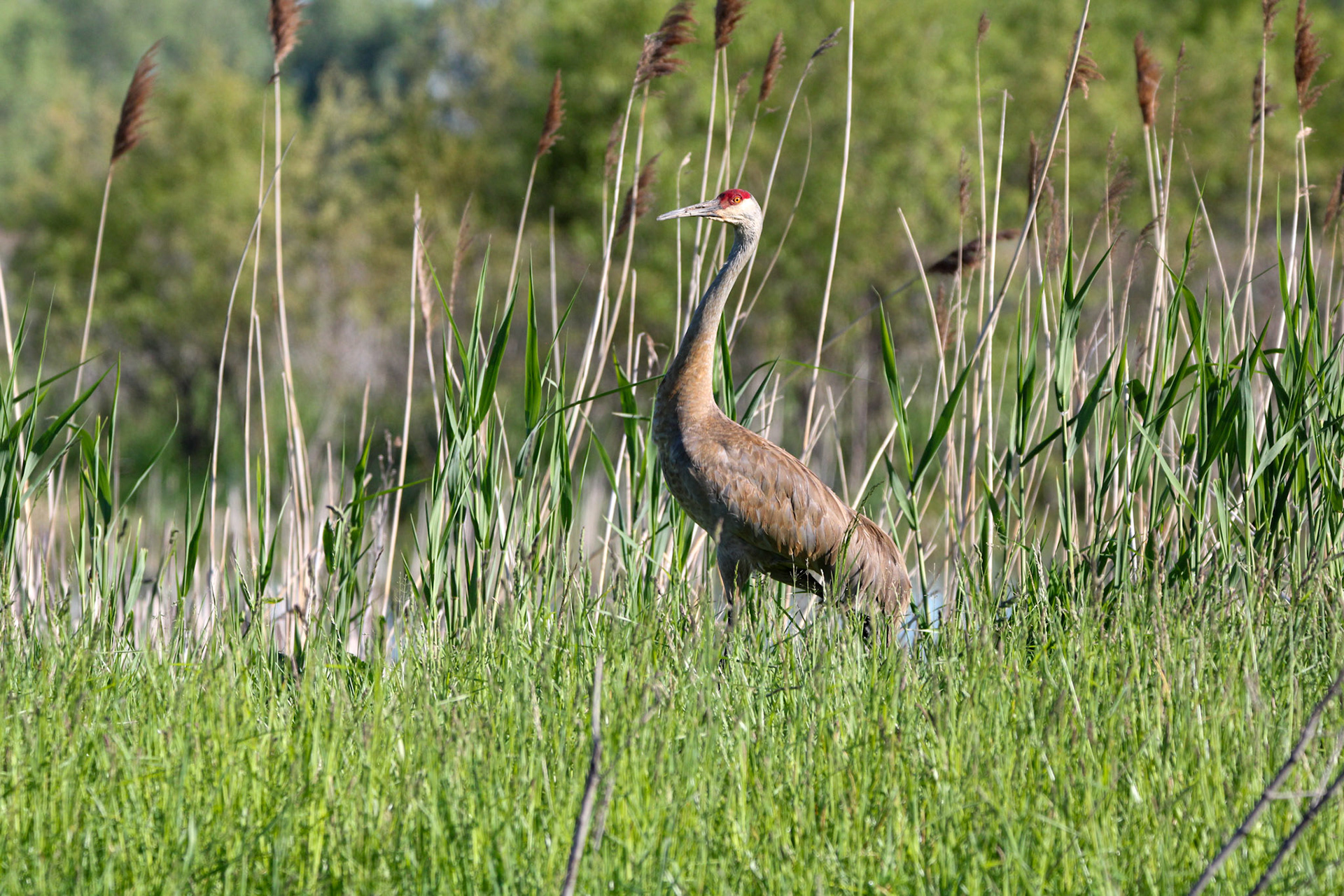 Sandhill Crane