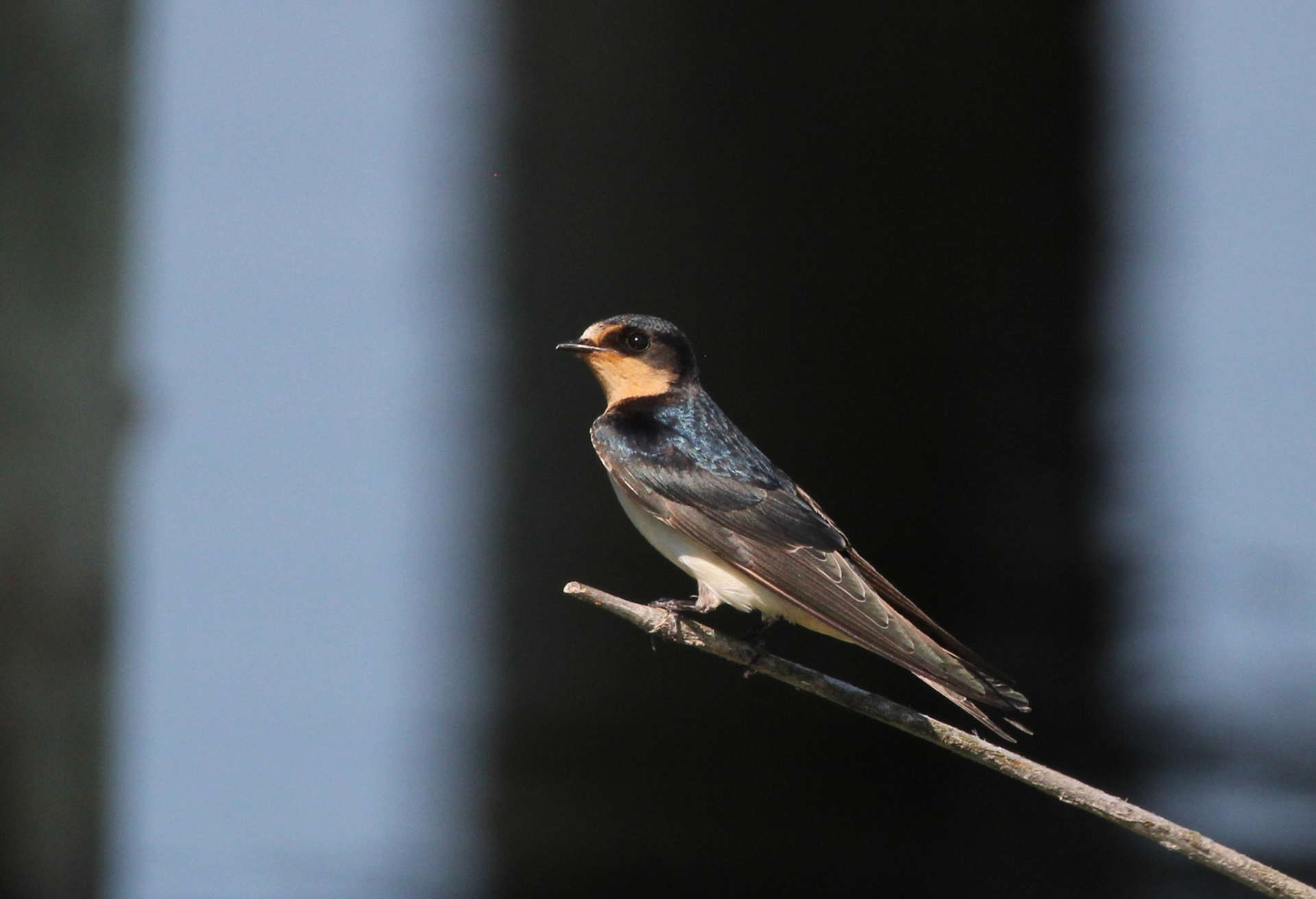 Barn Swallow