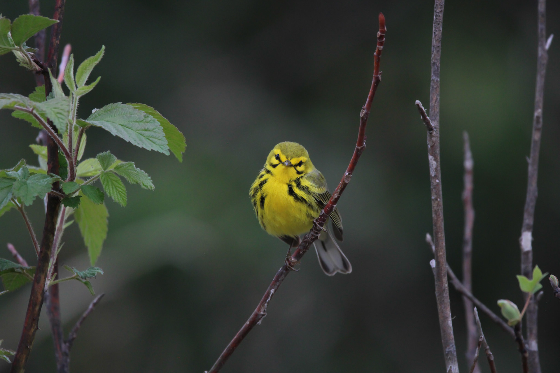 Prairie Warbler