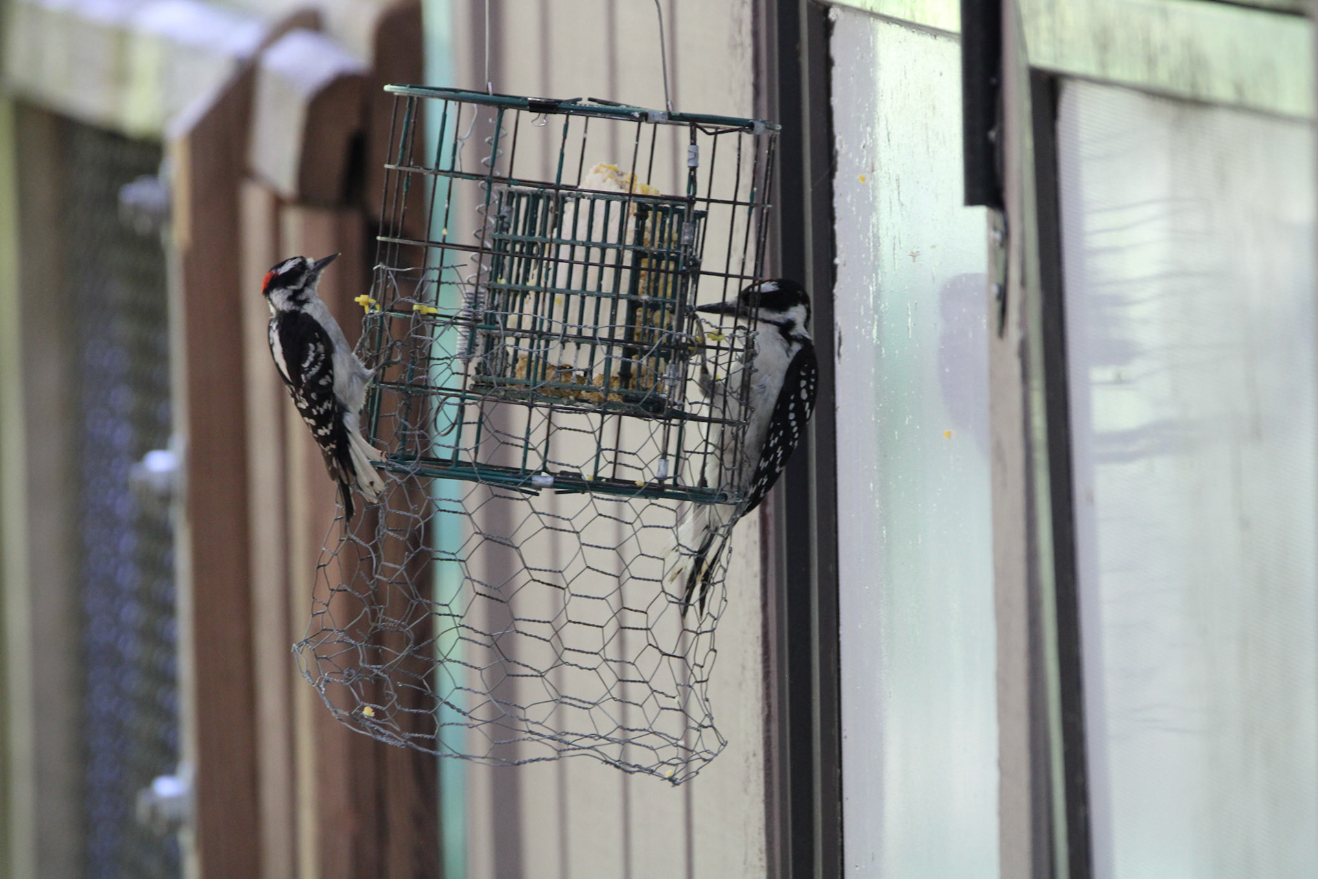 Downy &amp; Hairy Woodpeckers - Hartwick Pines State Park