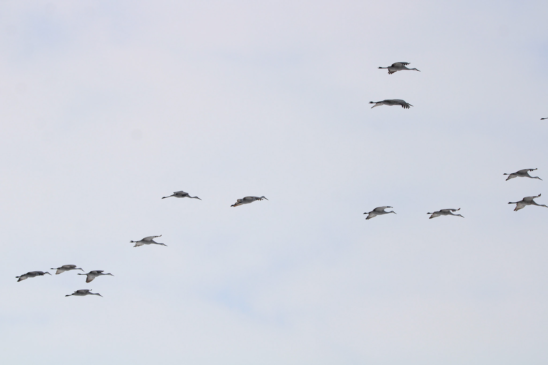 Sandhill Cranes