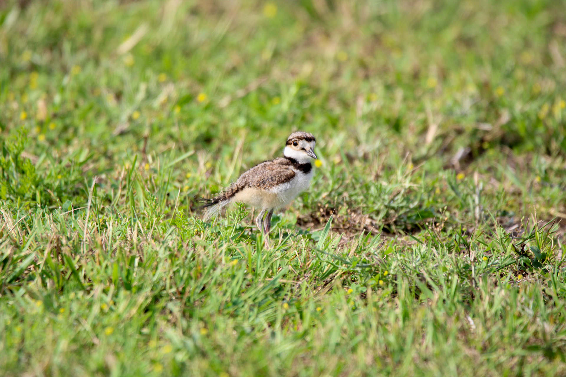 Killdeer