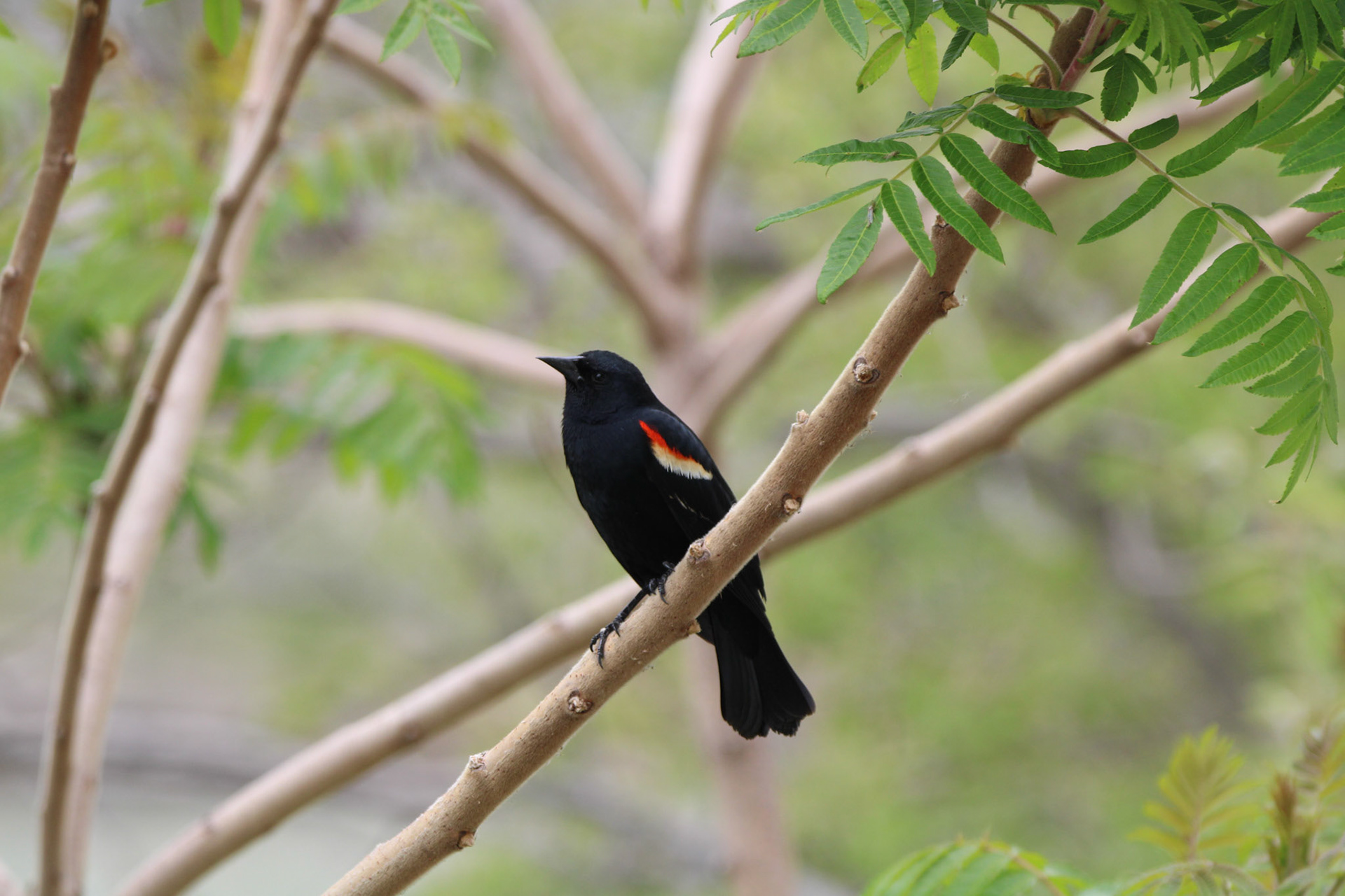 Red-winged Blackbird