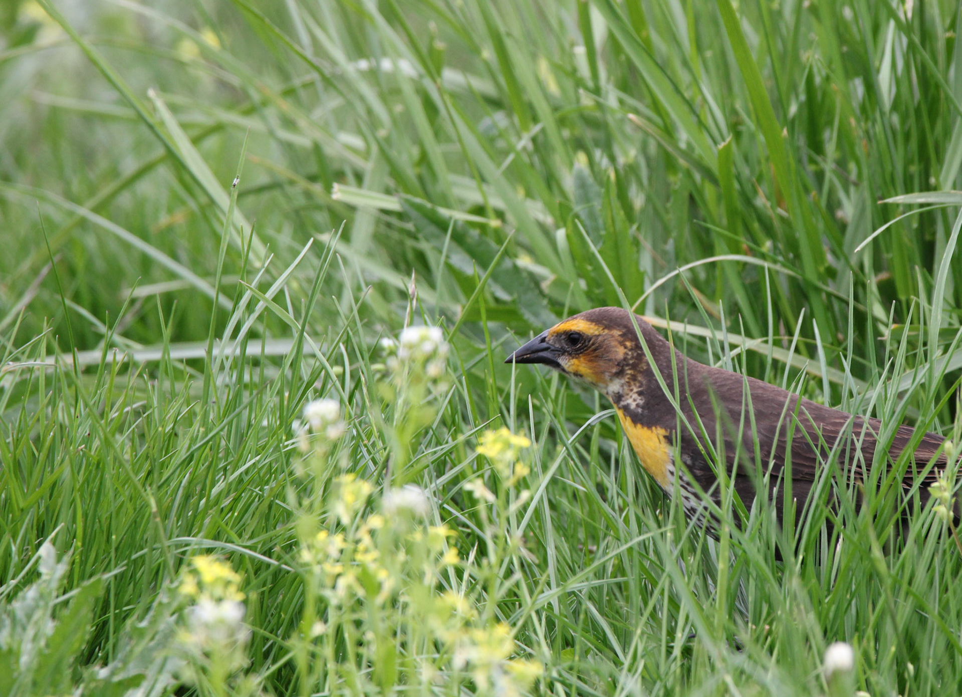 Yellow-headed Blackbird (F)