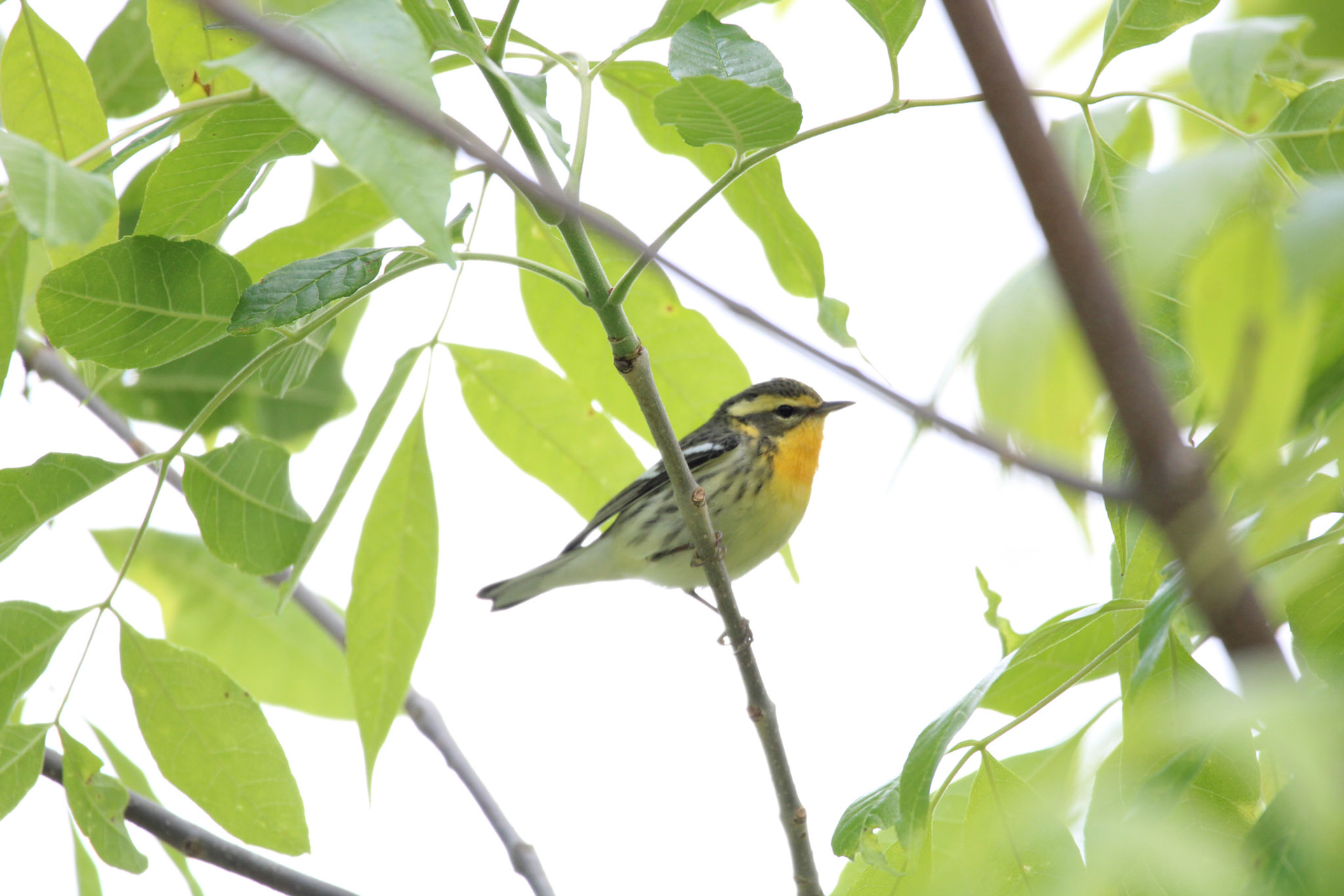 Blackburnian Warbler