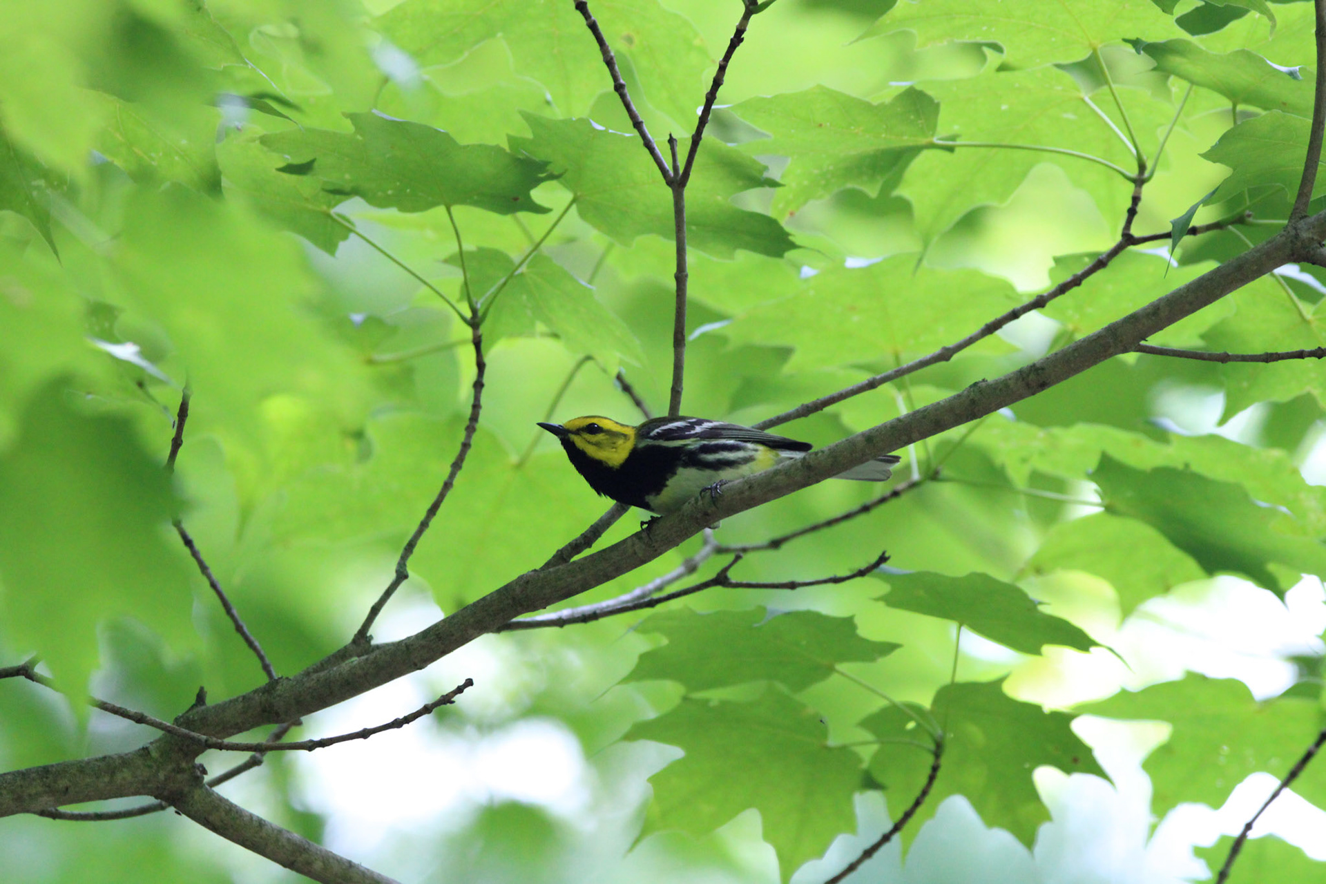 Black-throated Green Warbler
