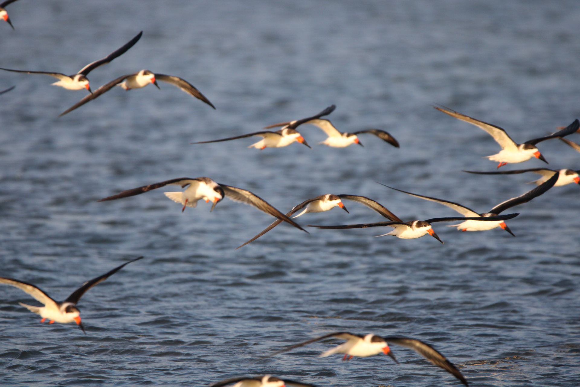 Black Skimmer