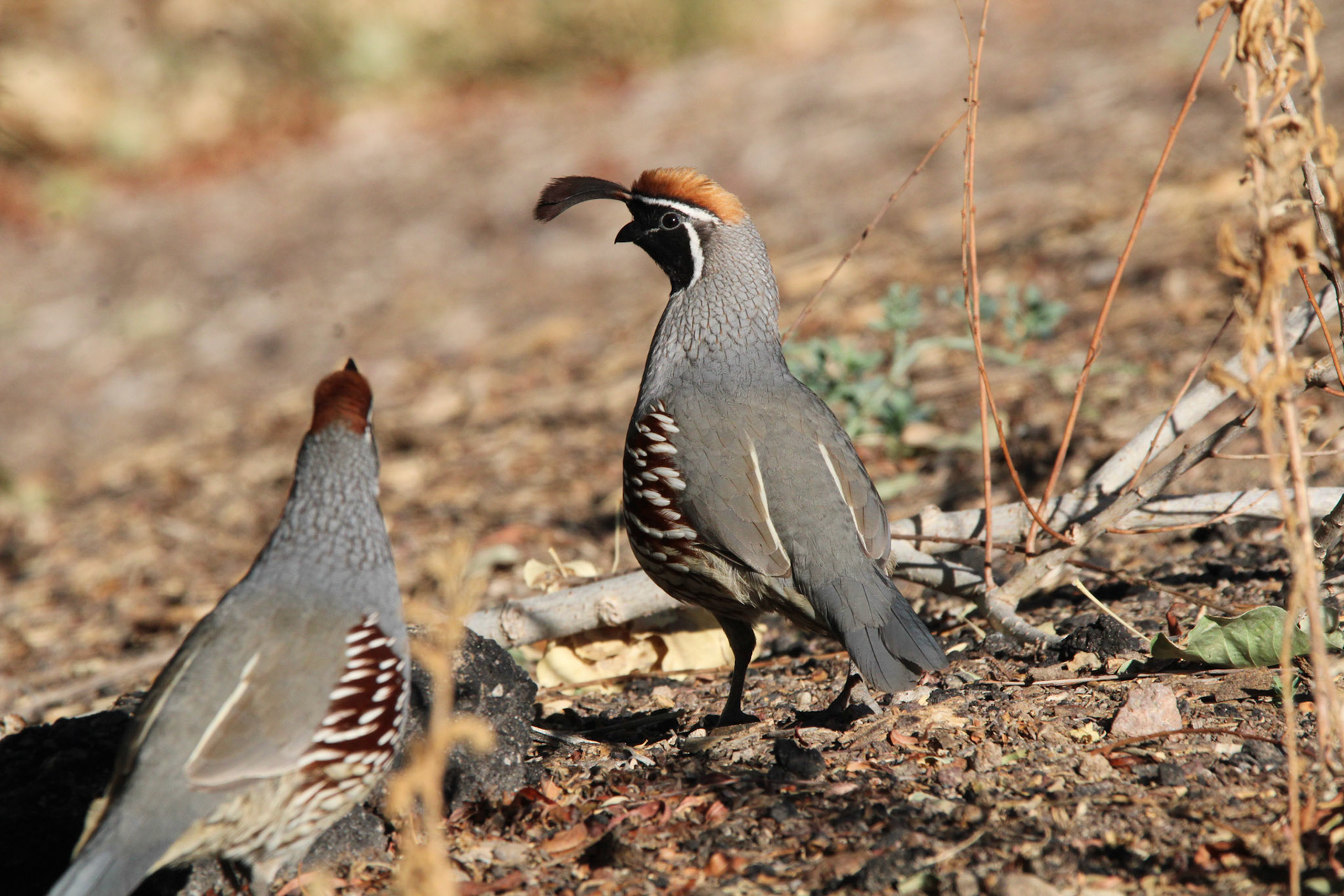 Gambel's Quail