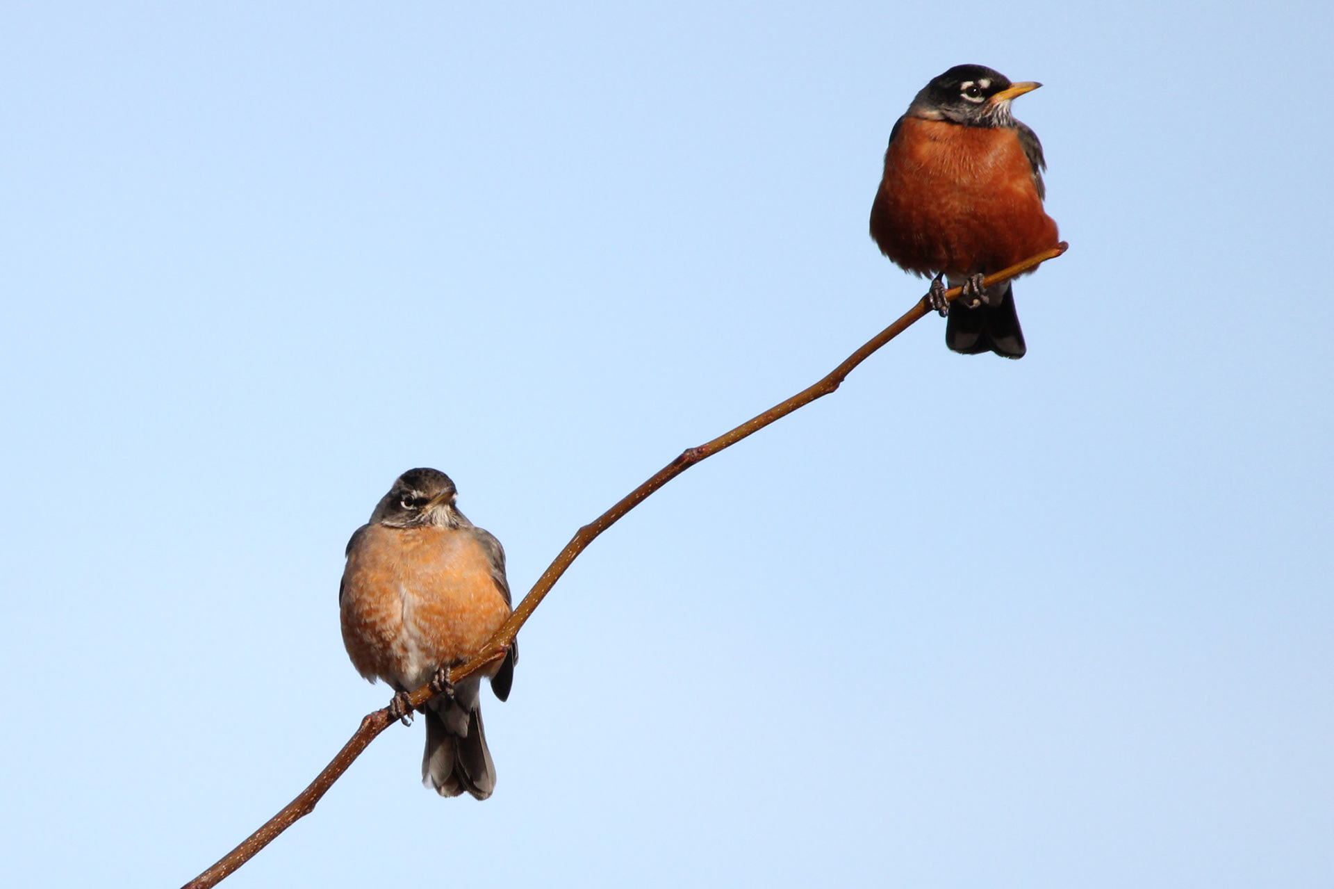 American Robins