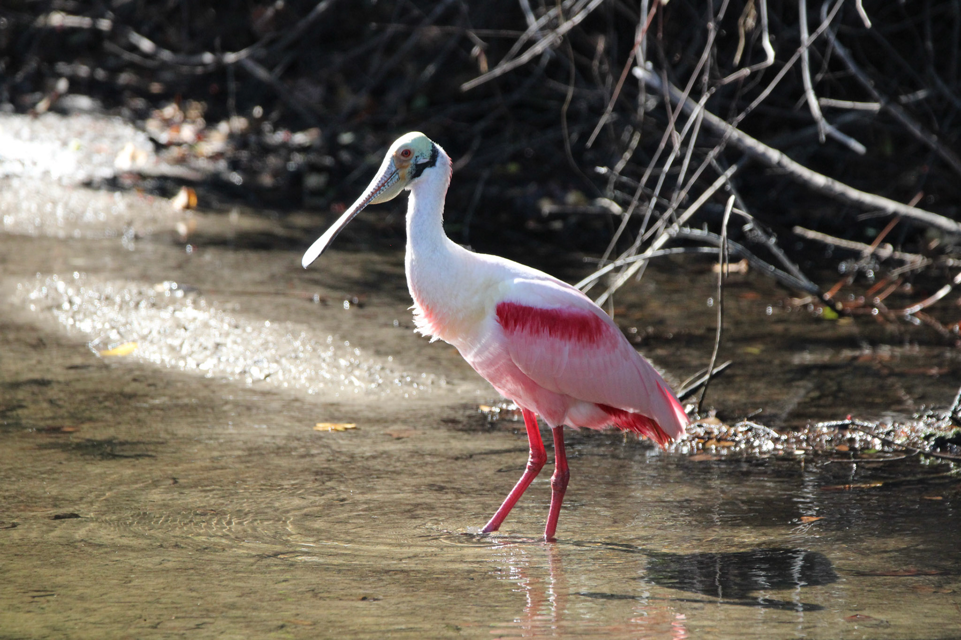 Roseate Spoonbill