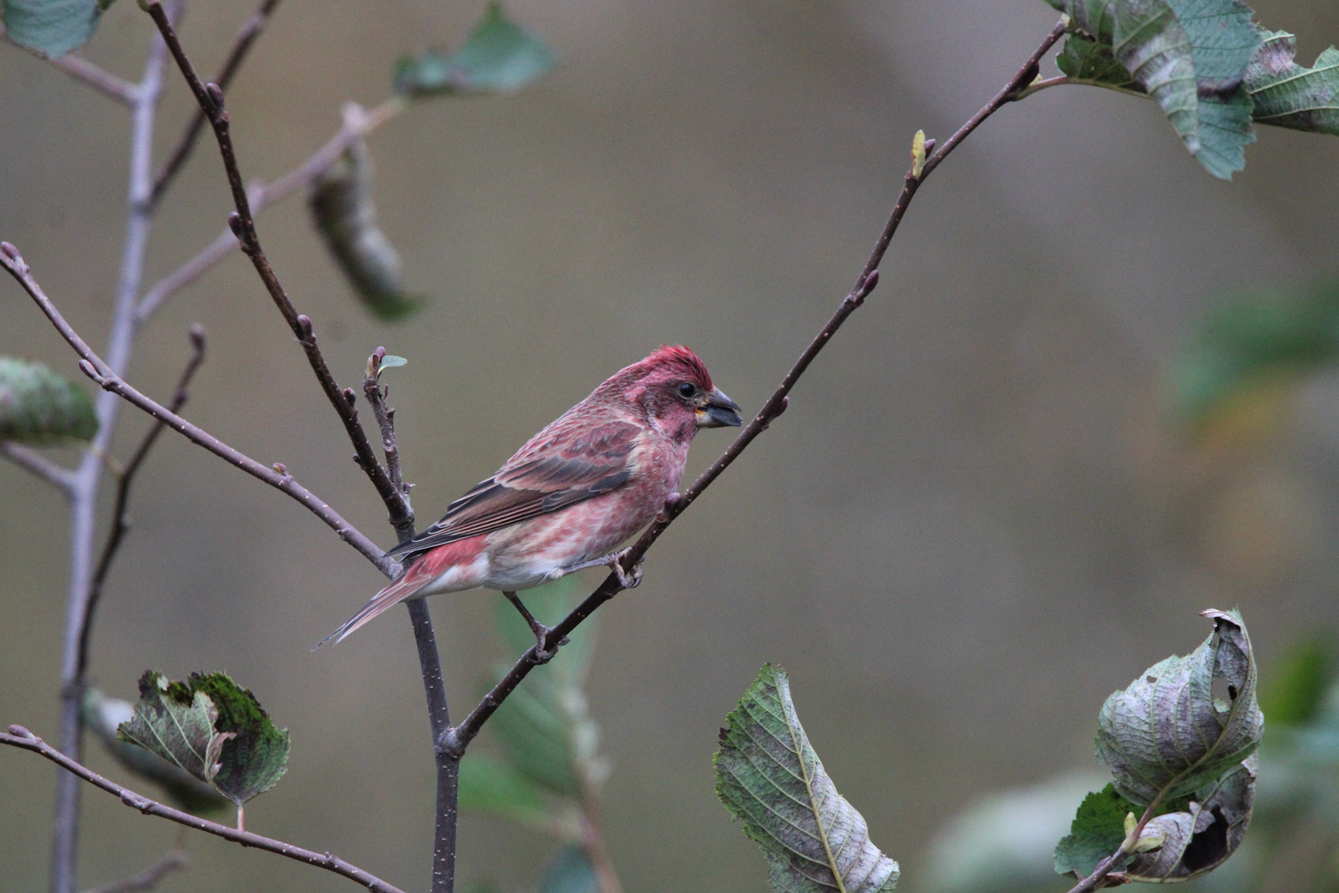 Purple Finch