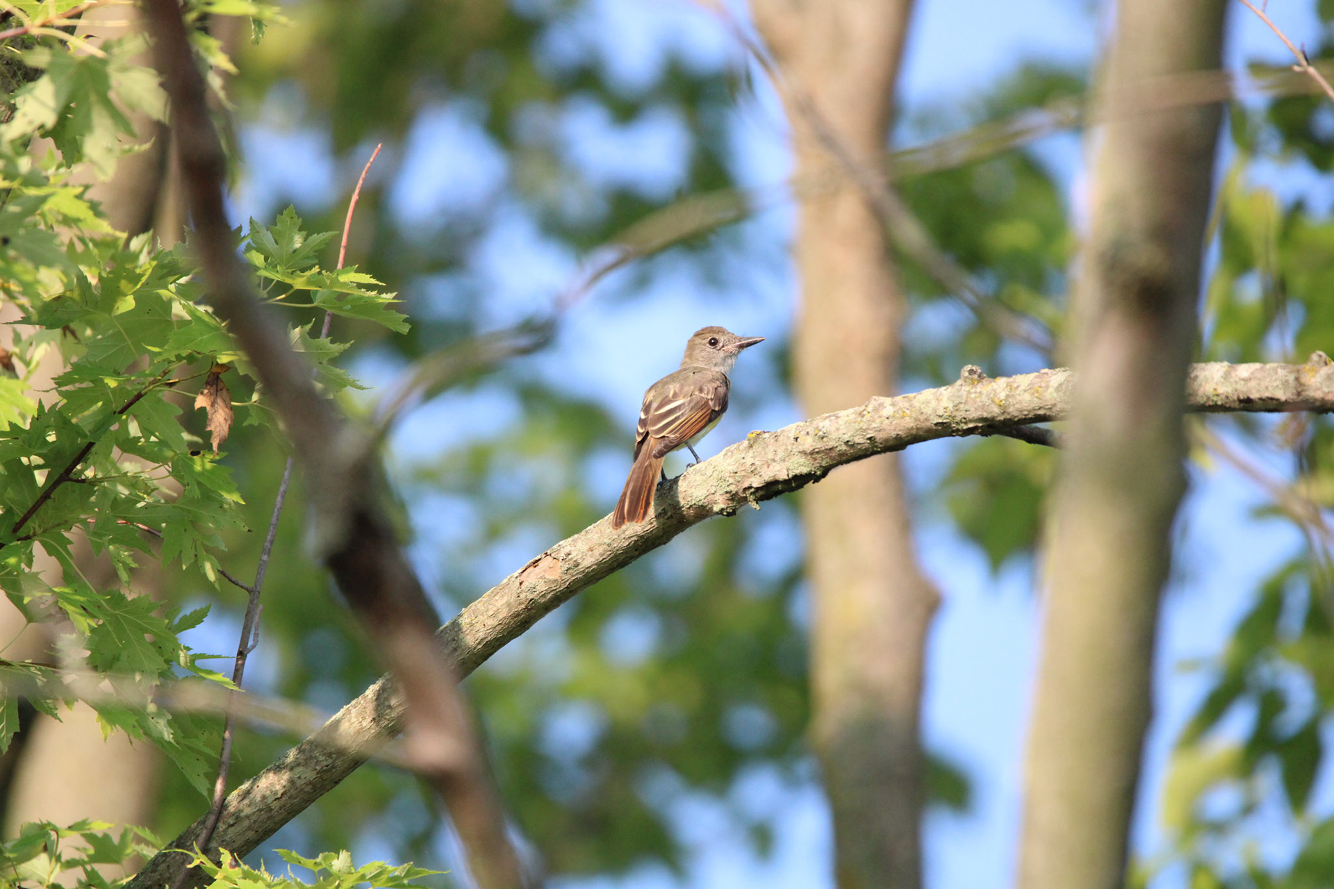Great-crested Flycatcher