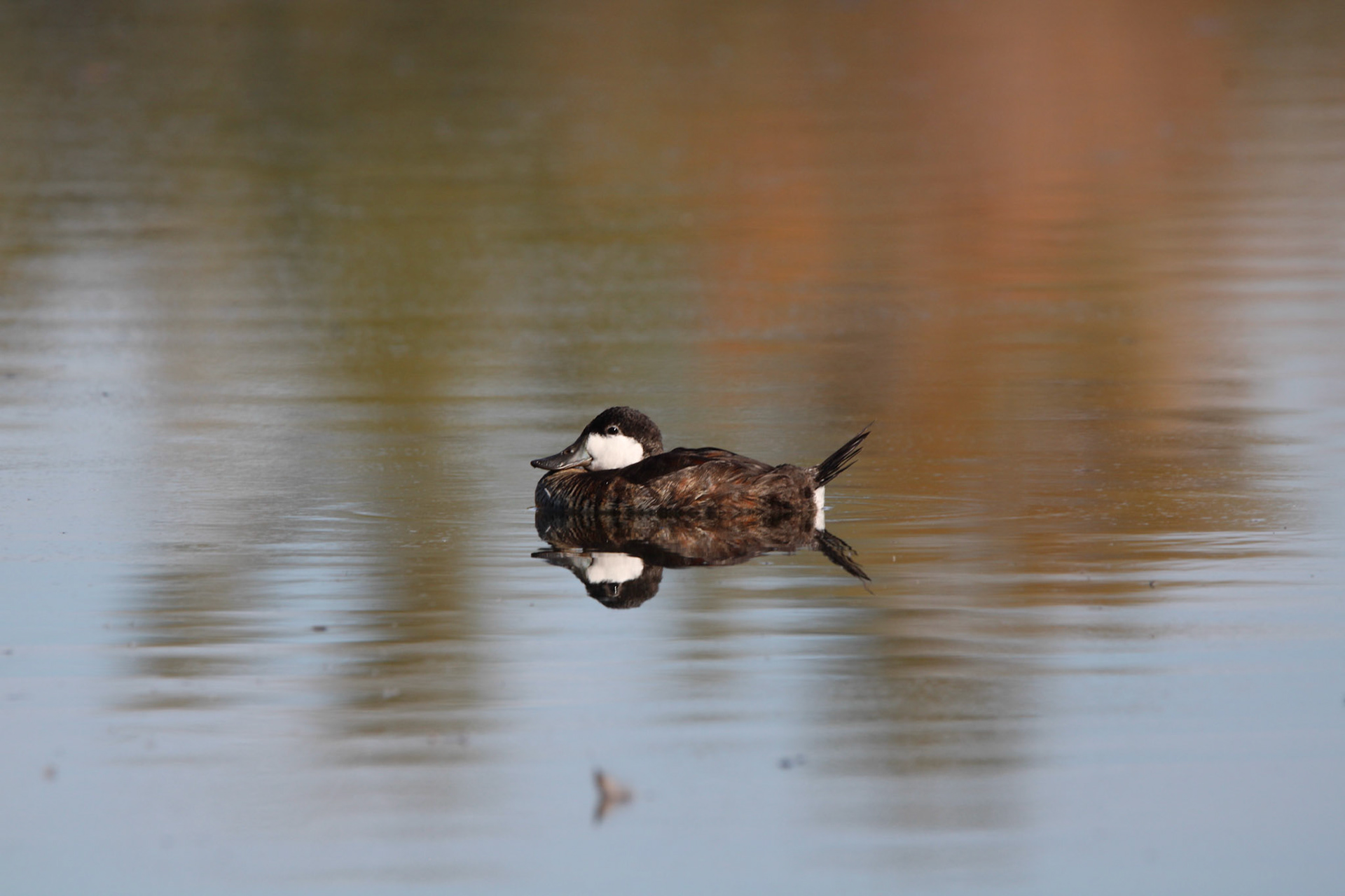 Ruddy Duck