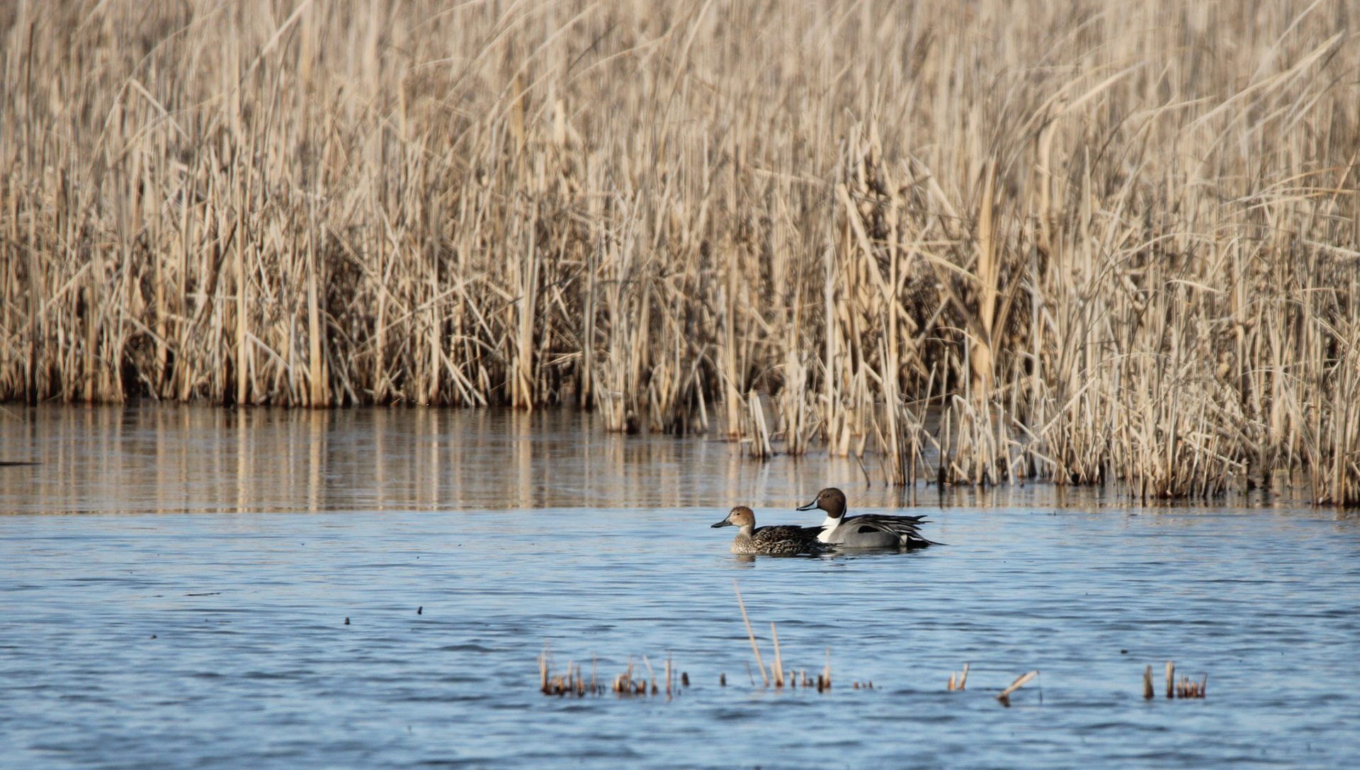 Northern Pintail Ducks