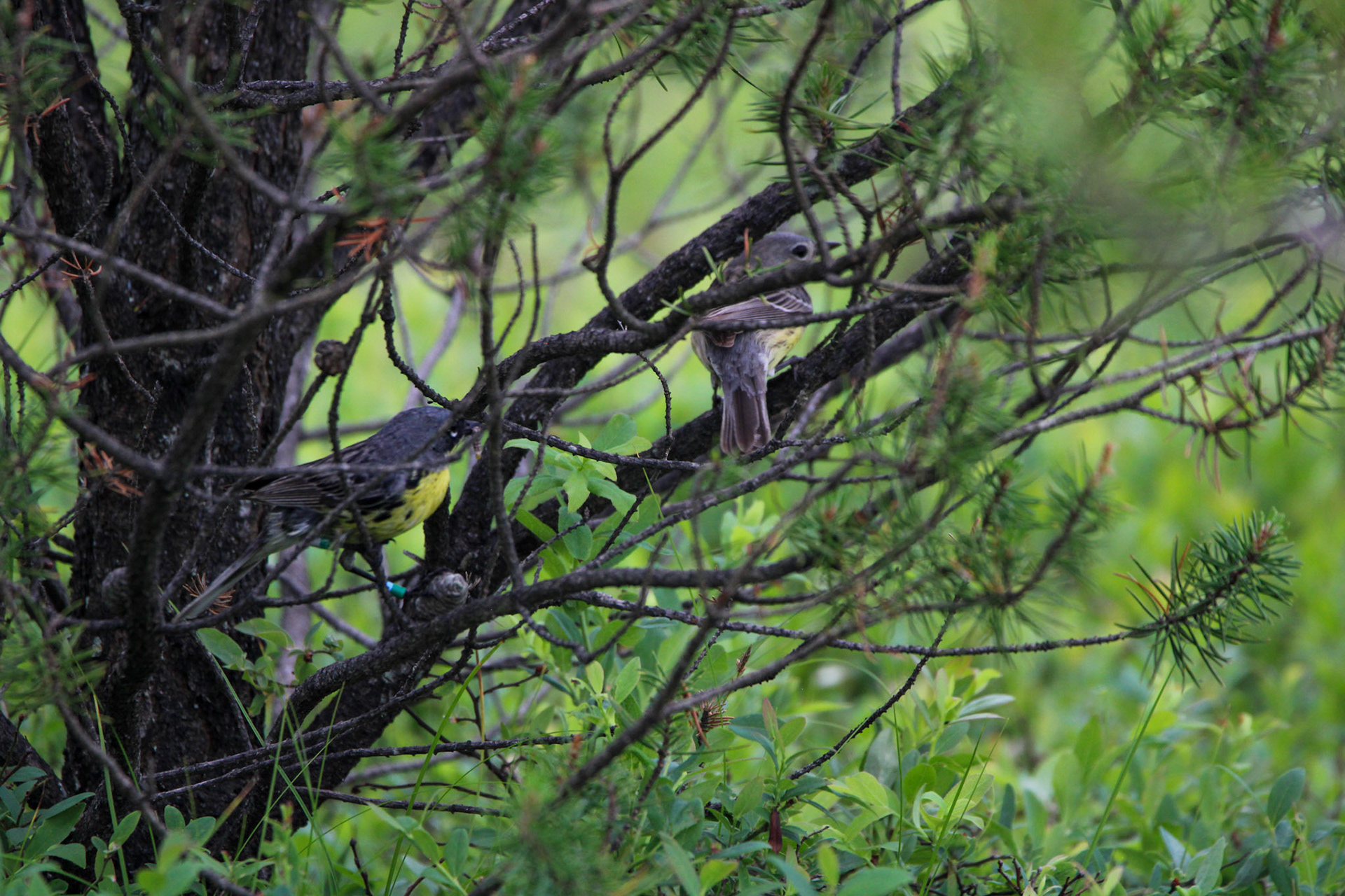 Kirtland's Warbler - Huron National Forest