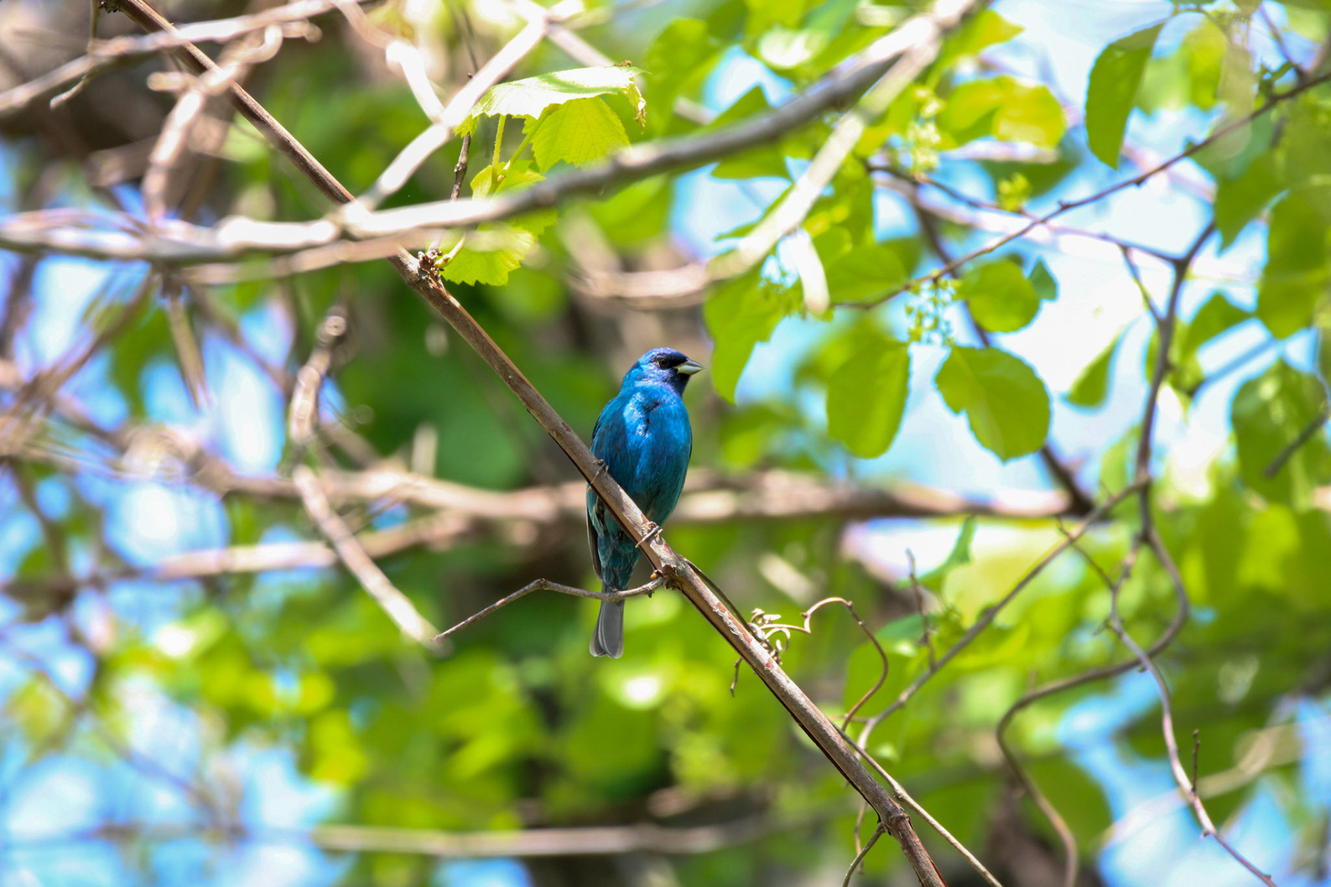 Indigo Bunting