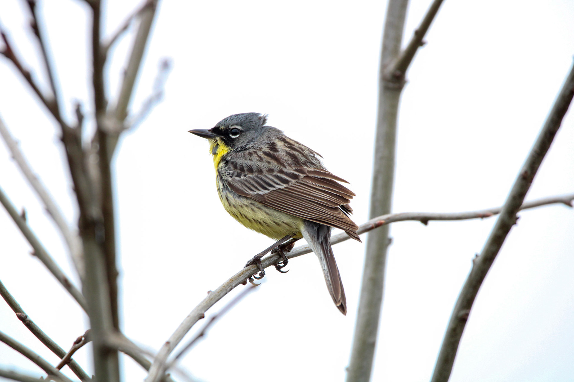 Kirtland's Warbler
