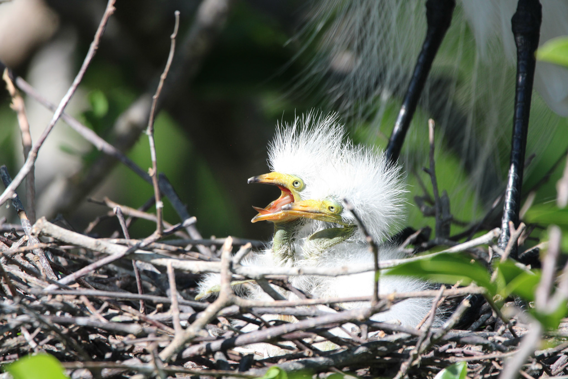 Great Egret - Wakodahatchee Wetlands