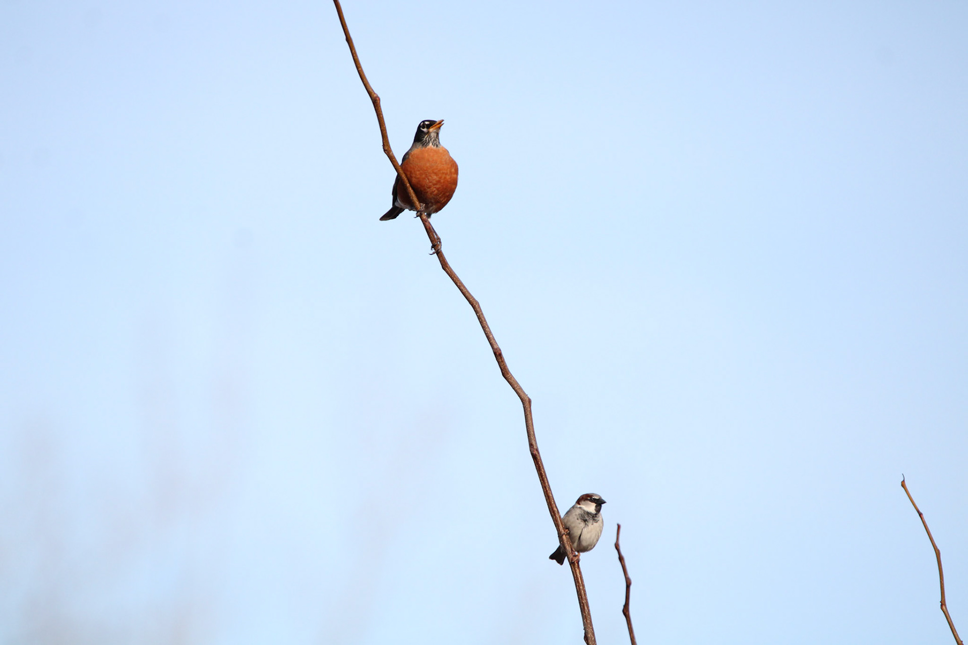 American Robin and House Sparrow