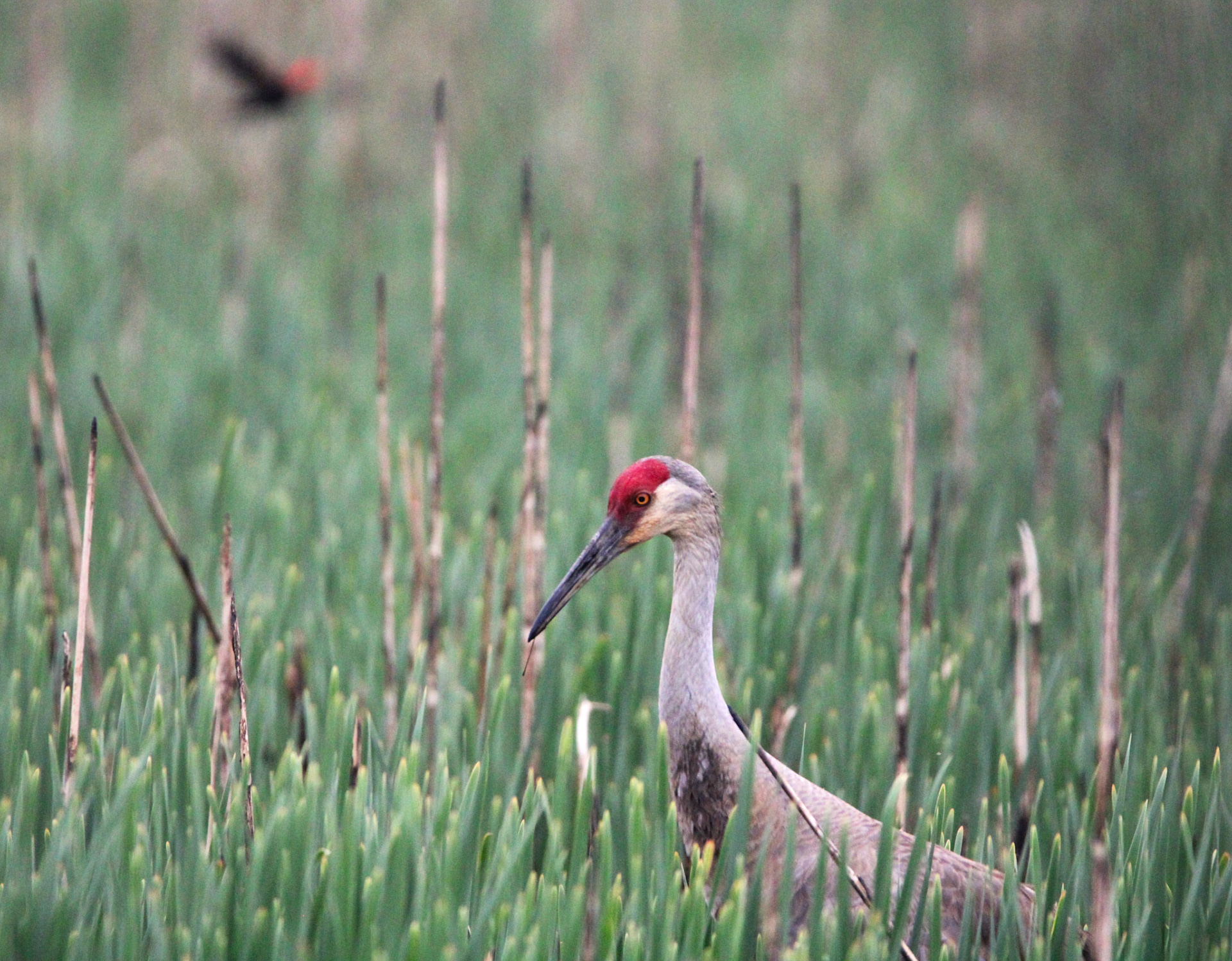 Sandhill Crane
