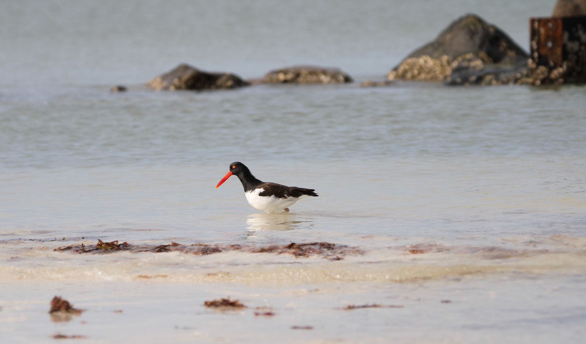 American Oyster Catcher