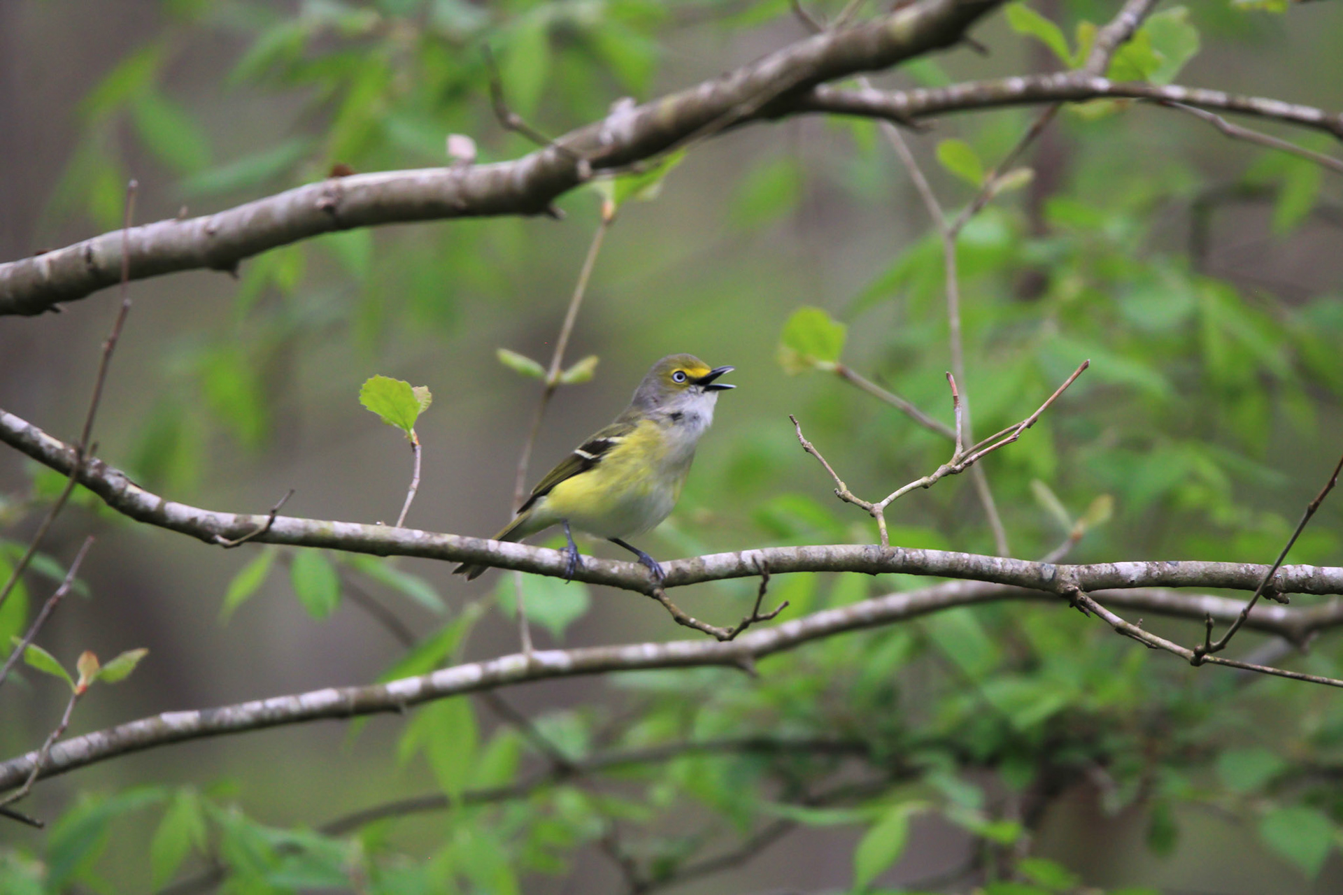 White-eyed Vireo