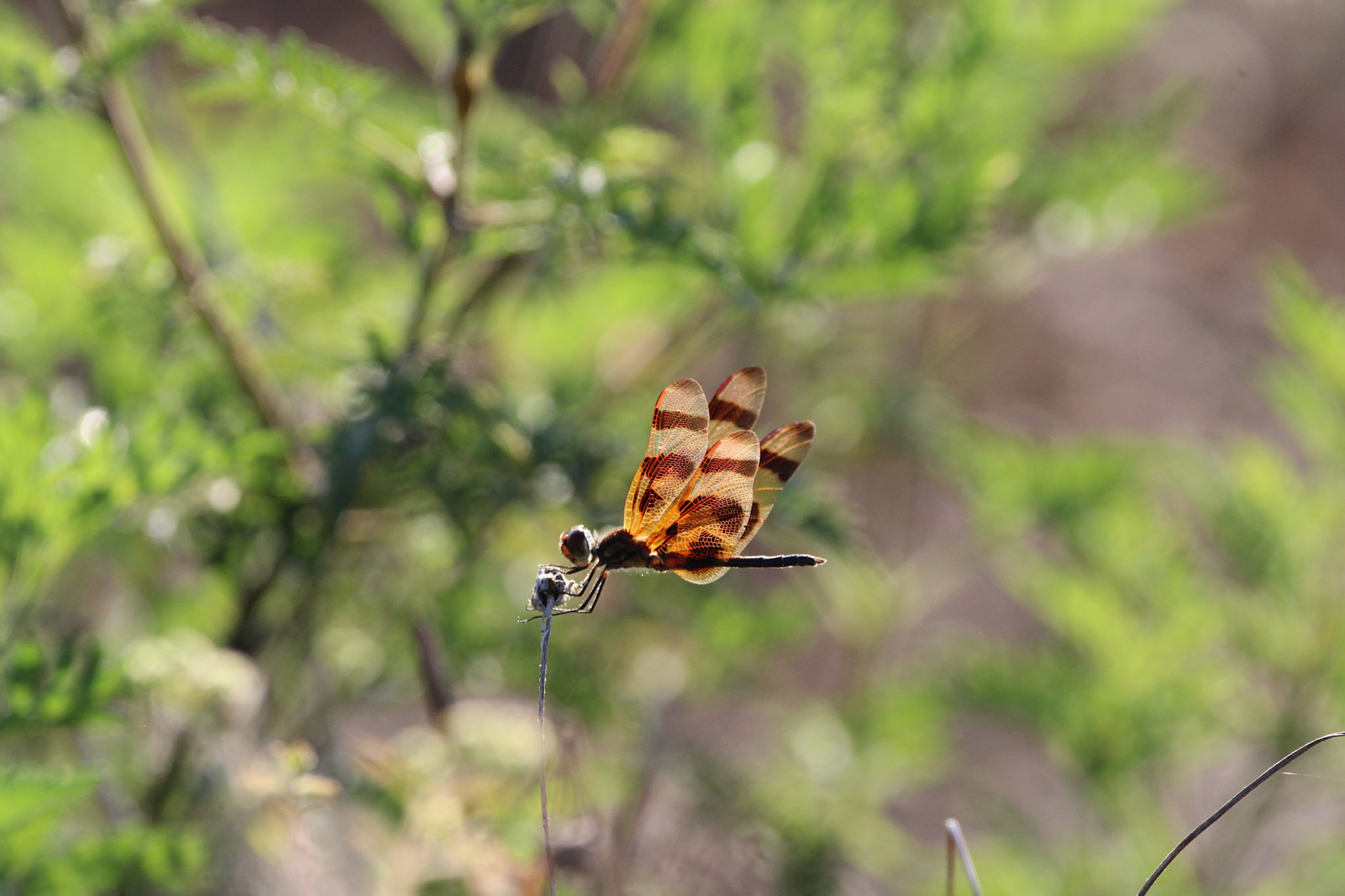 Halloween Pennant Dragonfly - Holey Land Wildlife Management Area