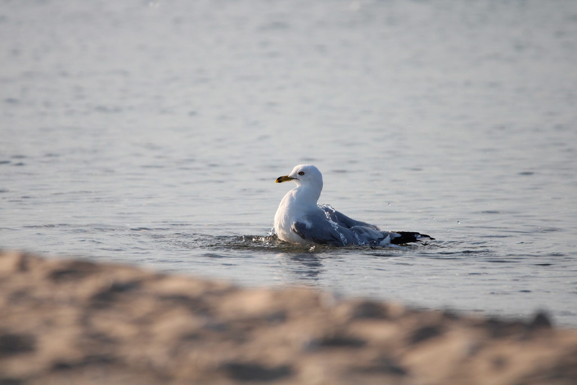 Ring-billed Gull