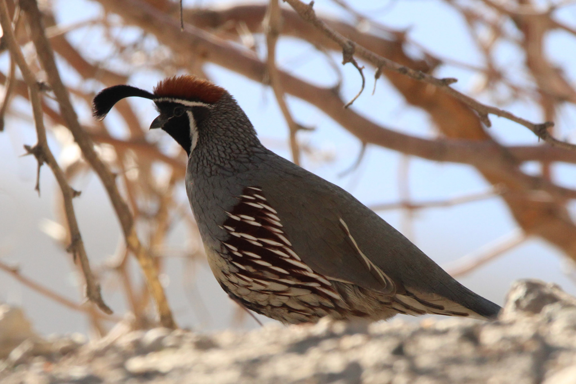 Gambel's Quail