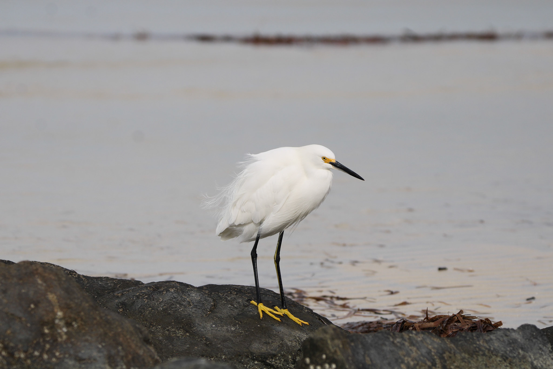 Snowy Egret