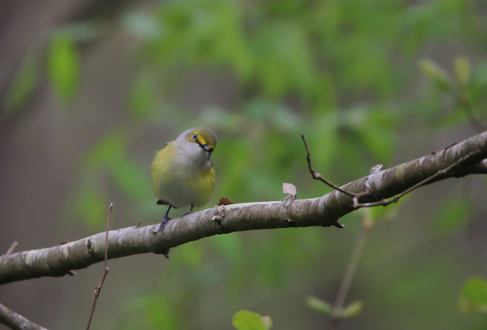 White-eyed Vireo