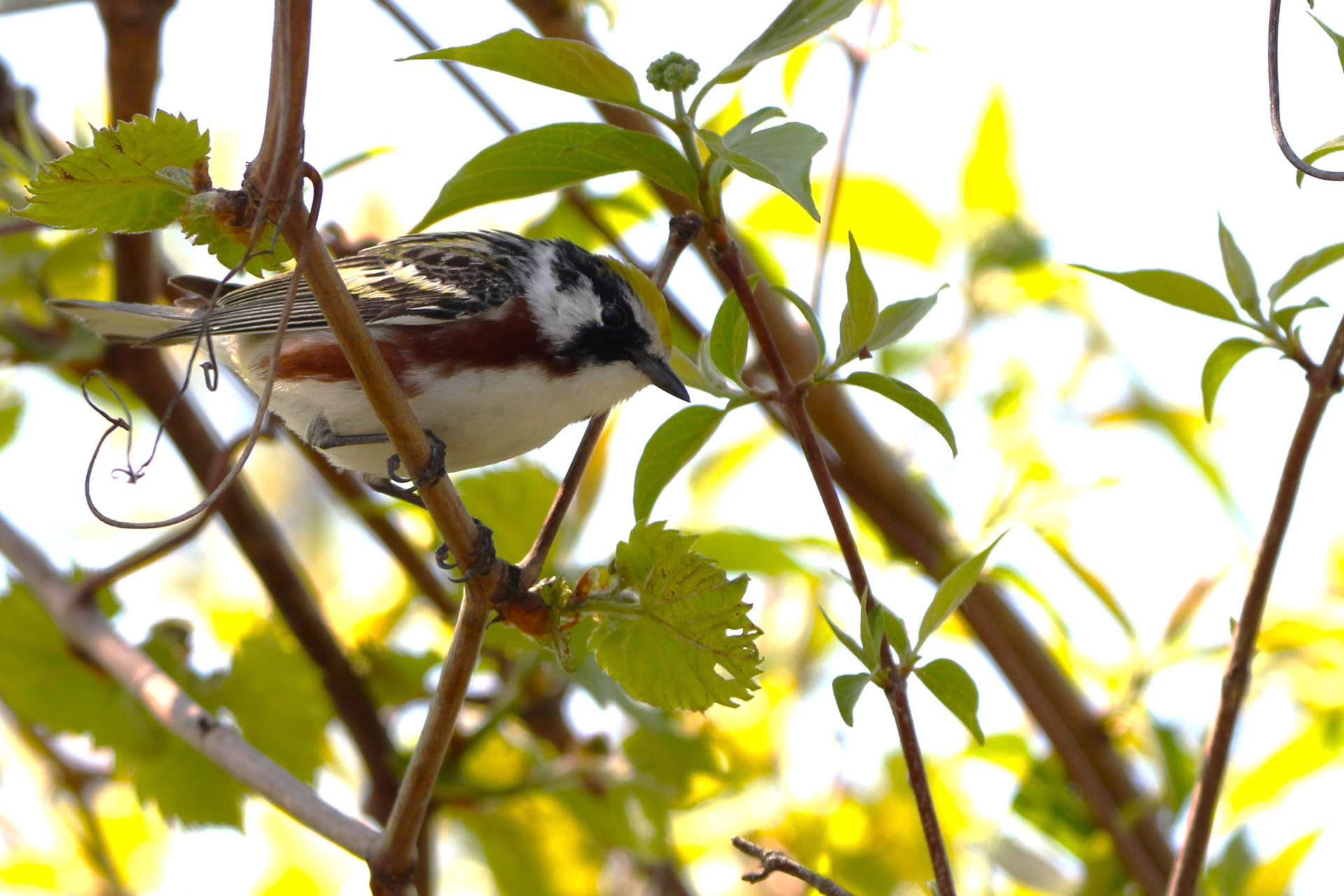 Chestnut-sided Warbler