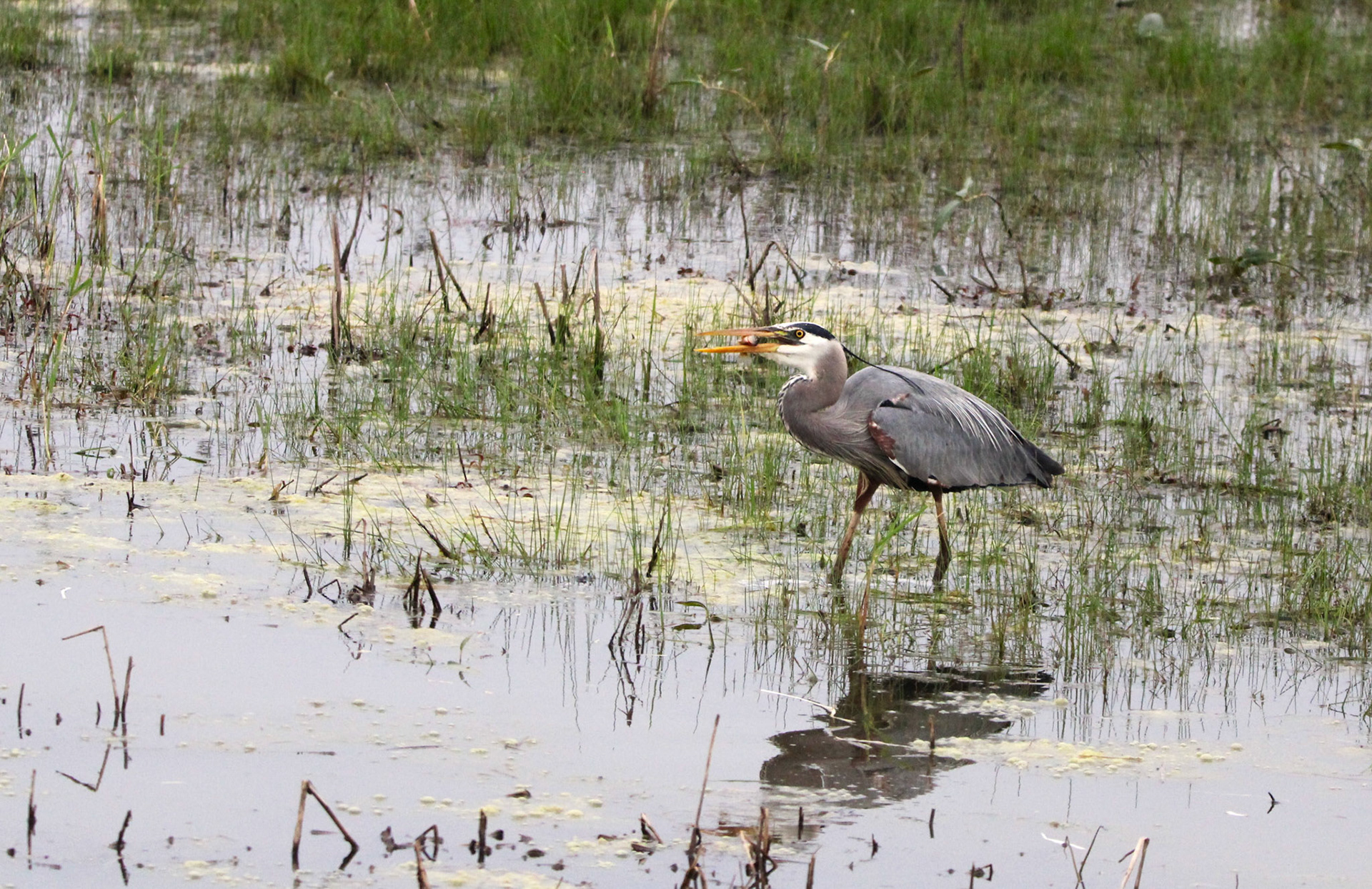 Great Blue Heron