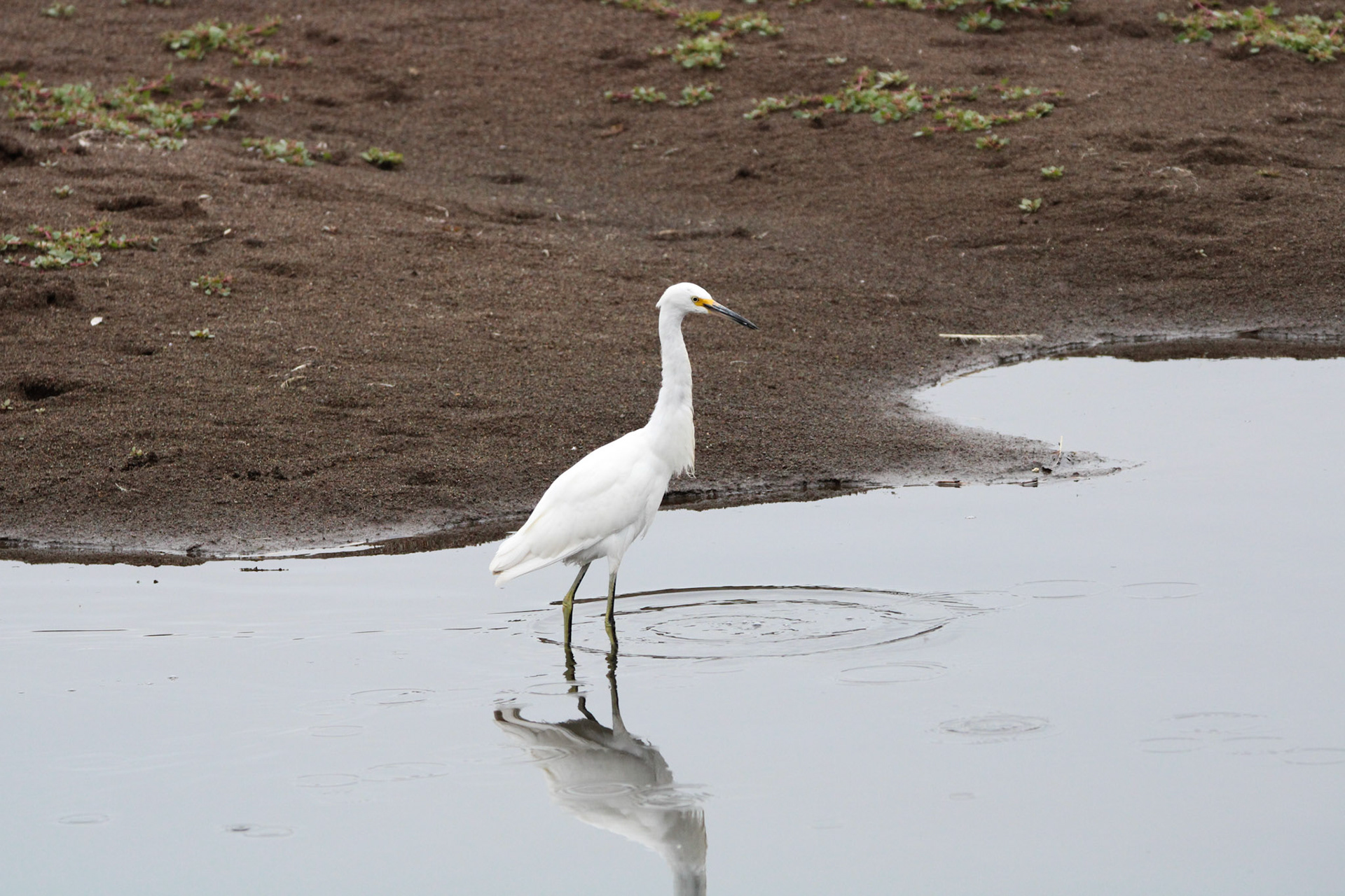Snowy Egret - Rodeo Lagoon