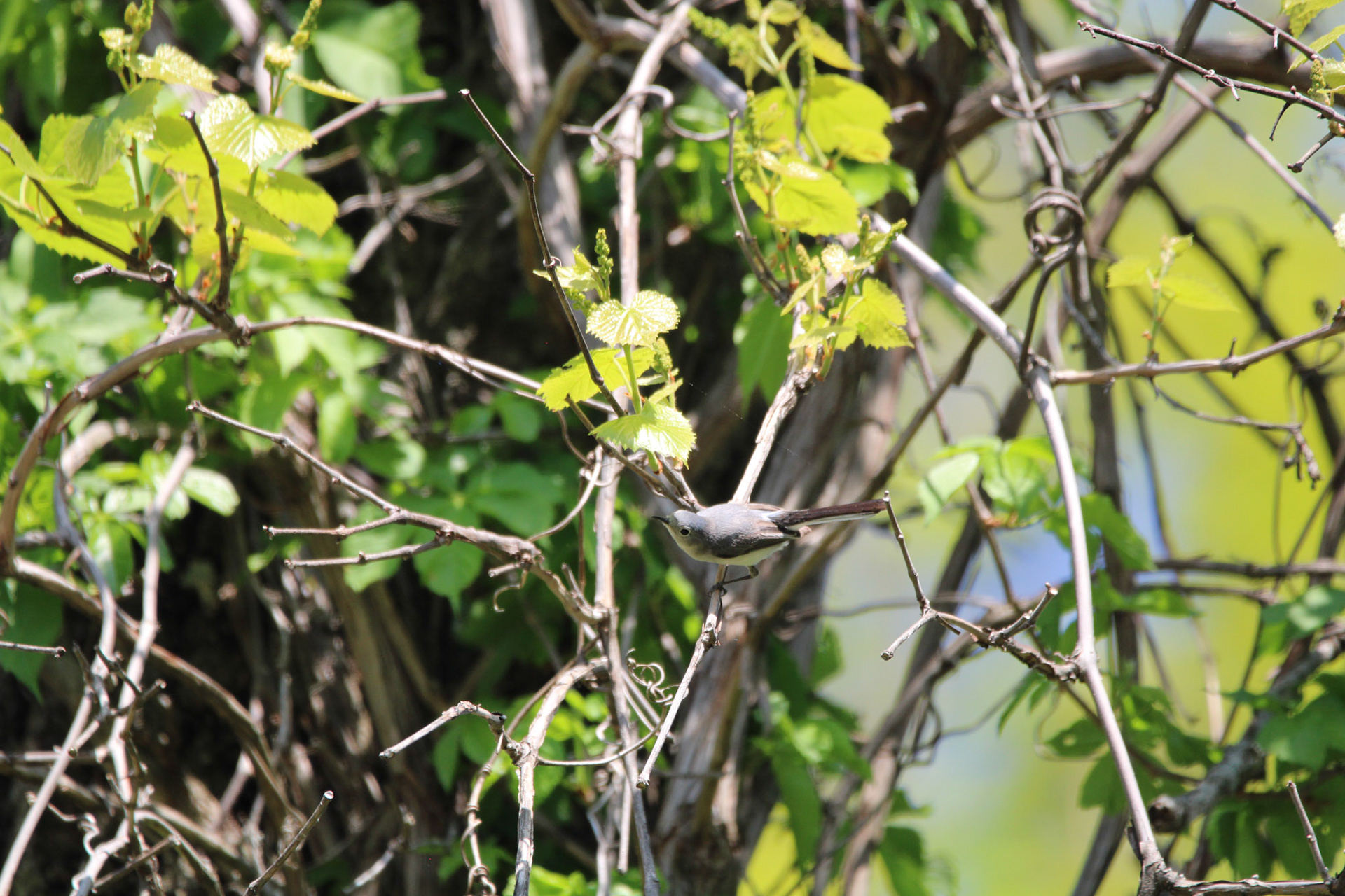 Blue-gray Gnatcatcher