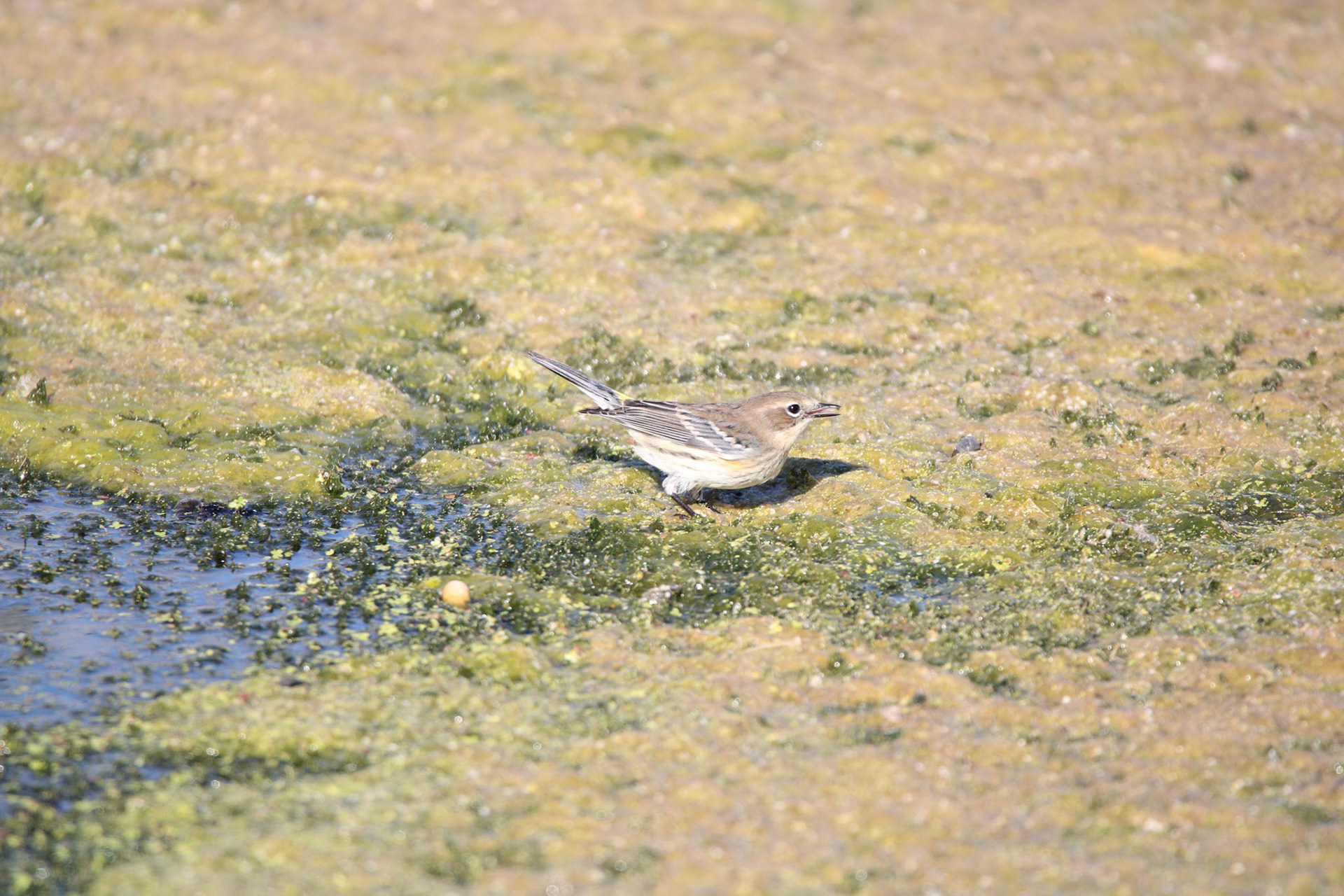 Yellow-rumped Warbler