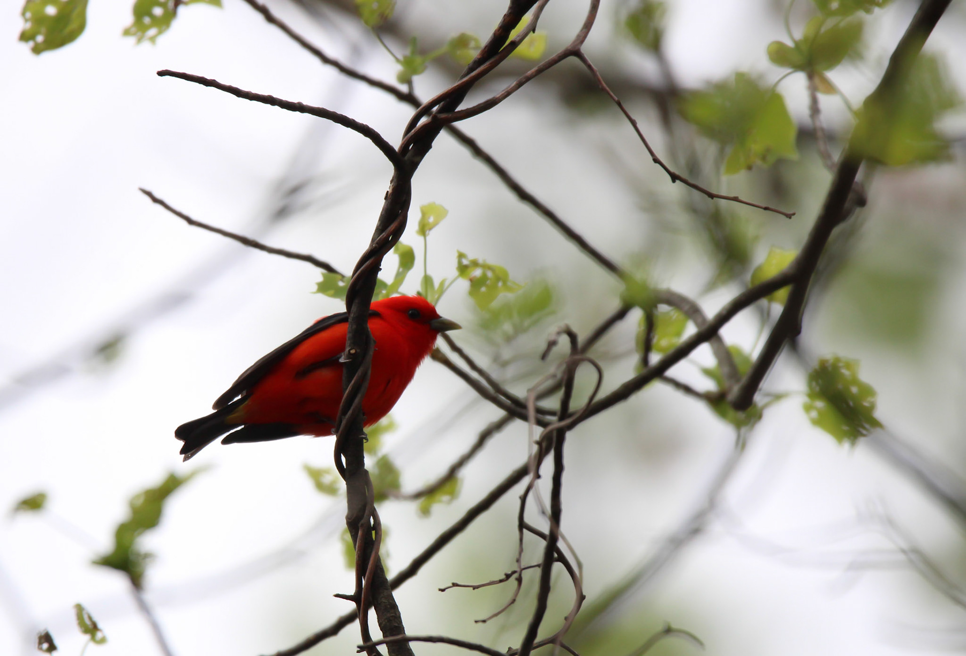 Scarlet Tanager