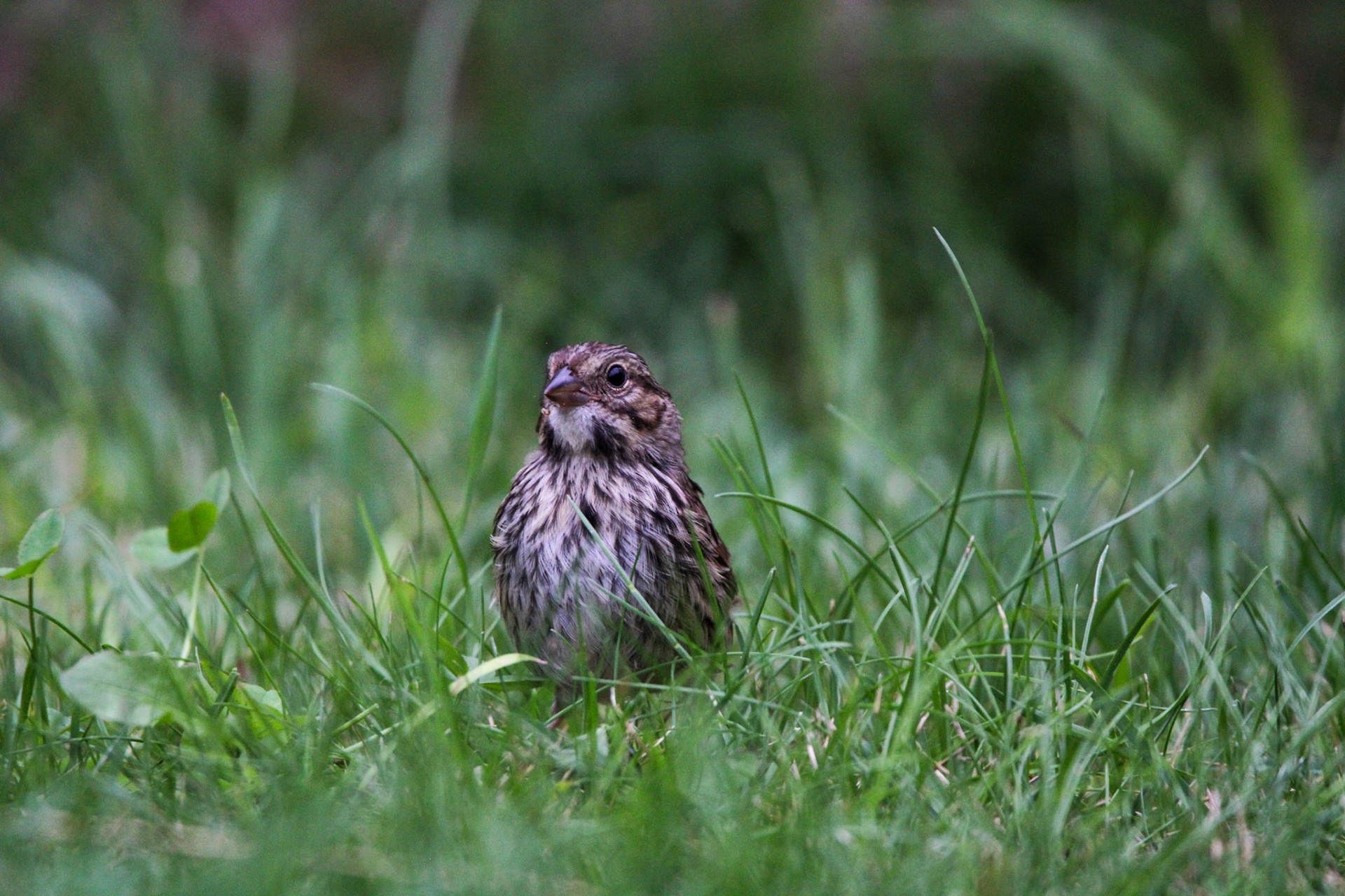 Song Sparrow - Shipwreck Creek Campground