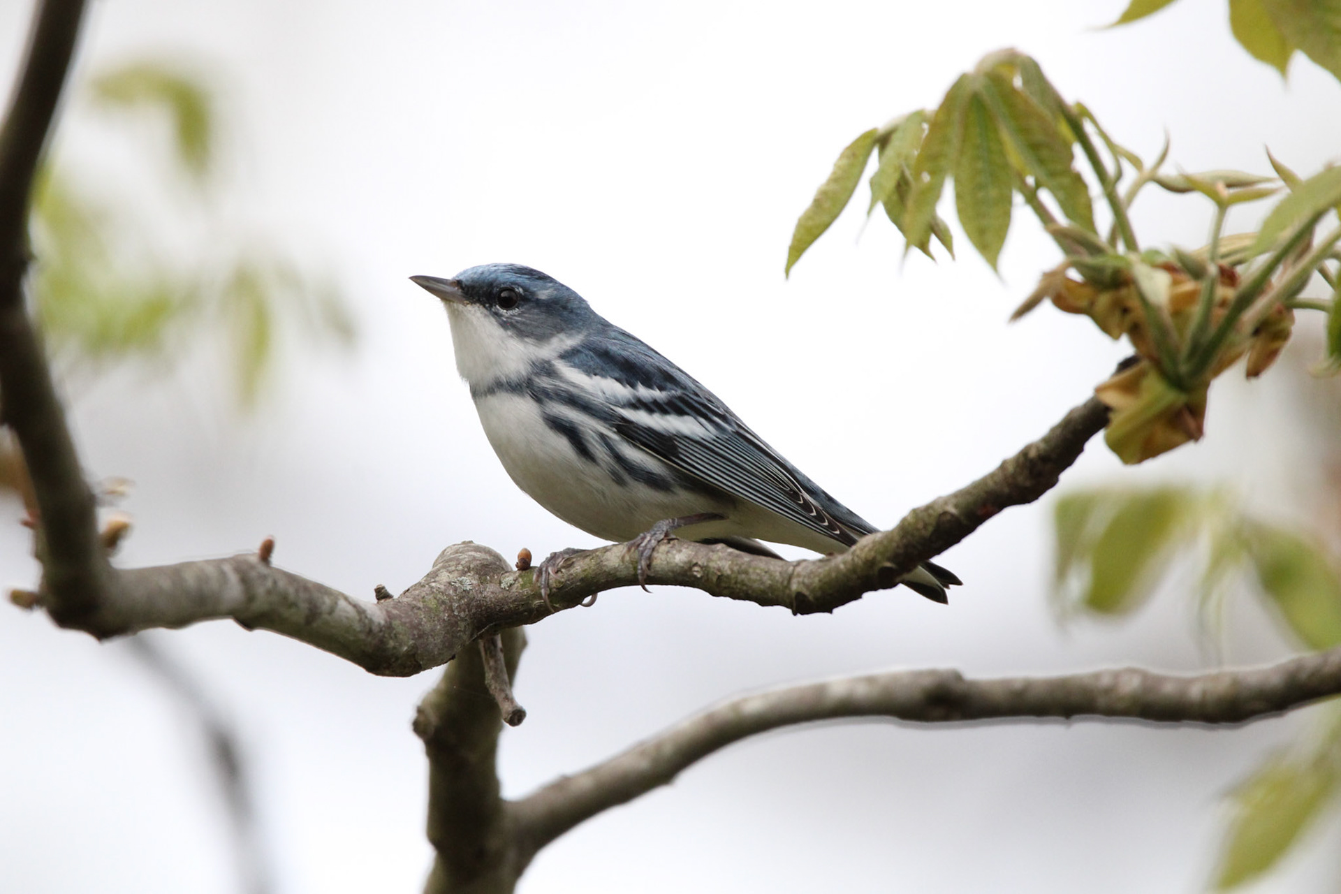 Cerulean Warbler