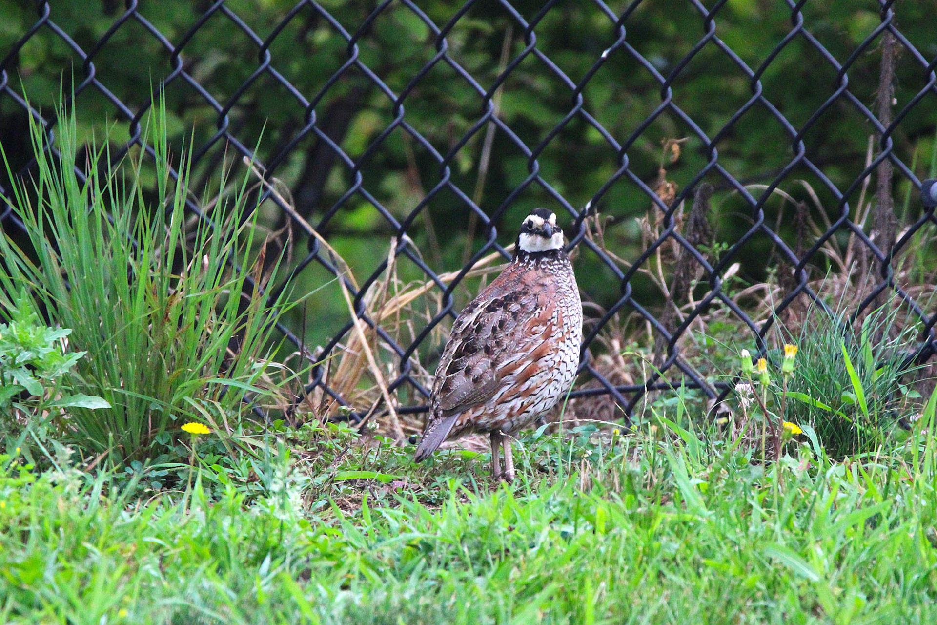 Northern Bobwhite Quail