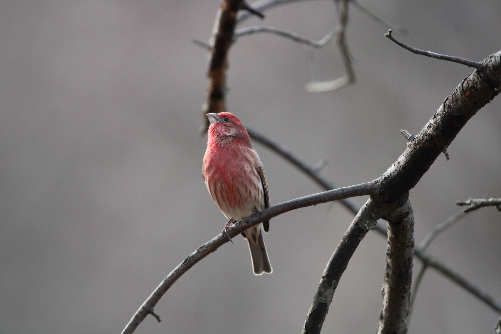 House Finch