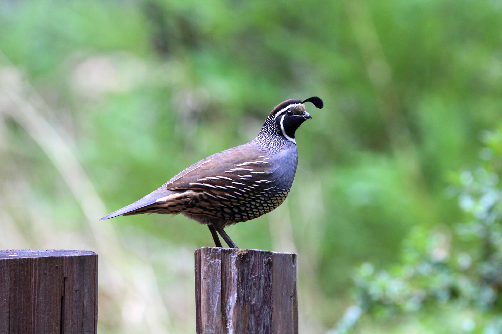 California Quail- Big Basin Redwoods State Park