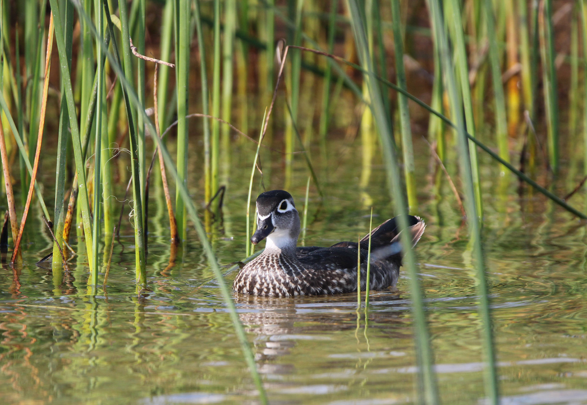 Wood Duck (F)