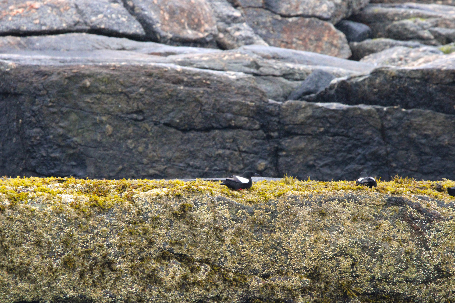 Black Guillemot