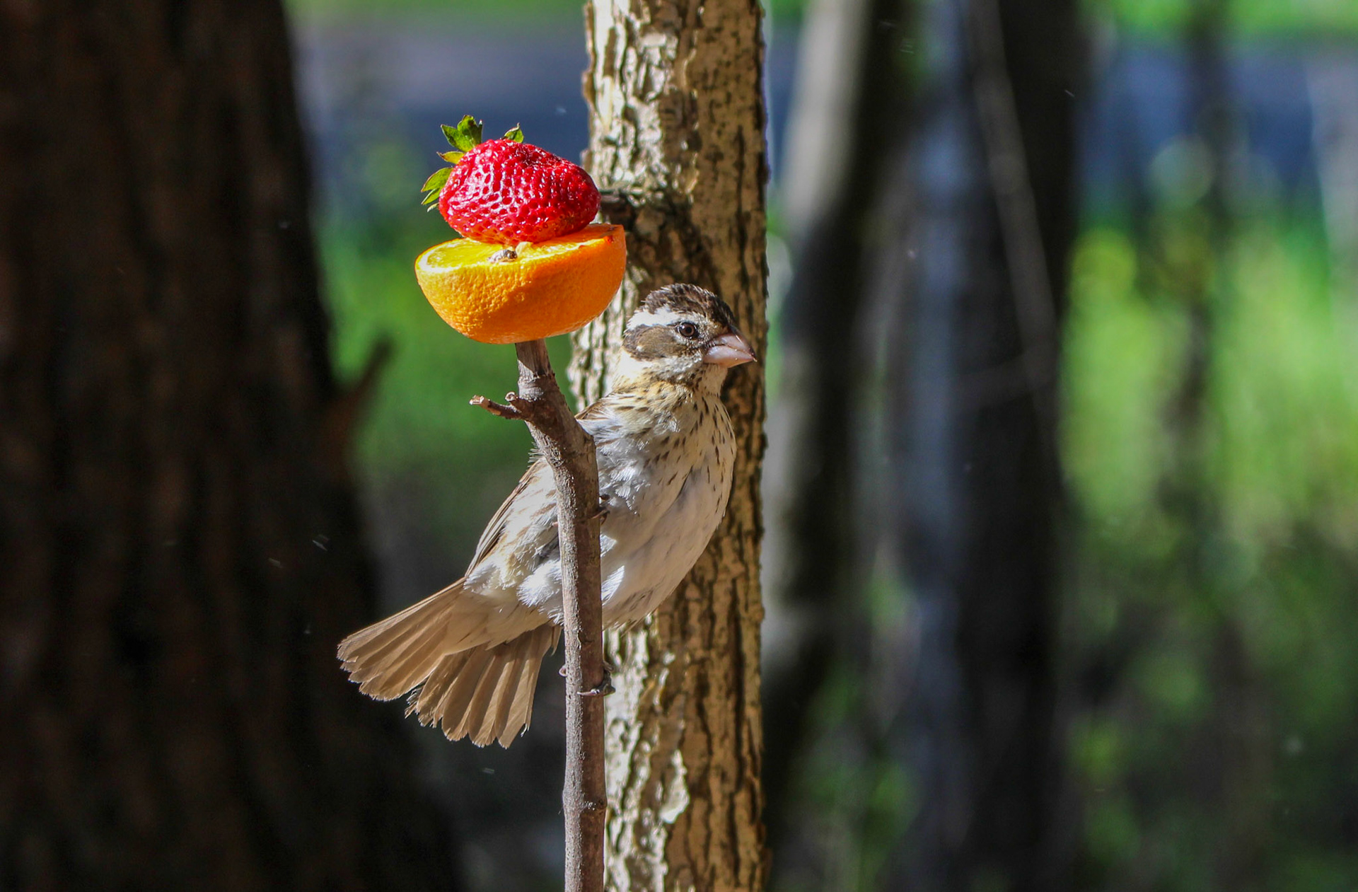 Rose-breasted Grosbeak